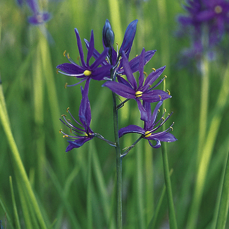 6109_camassia_quamash_orion_ZK_001.jpeg