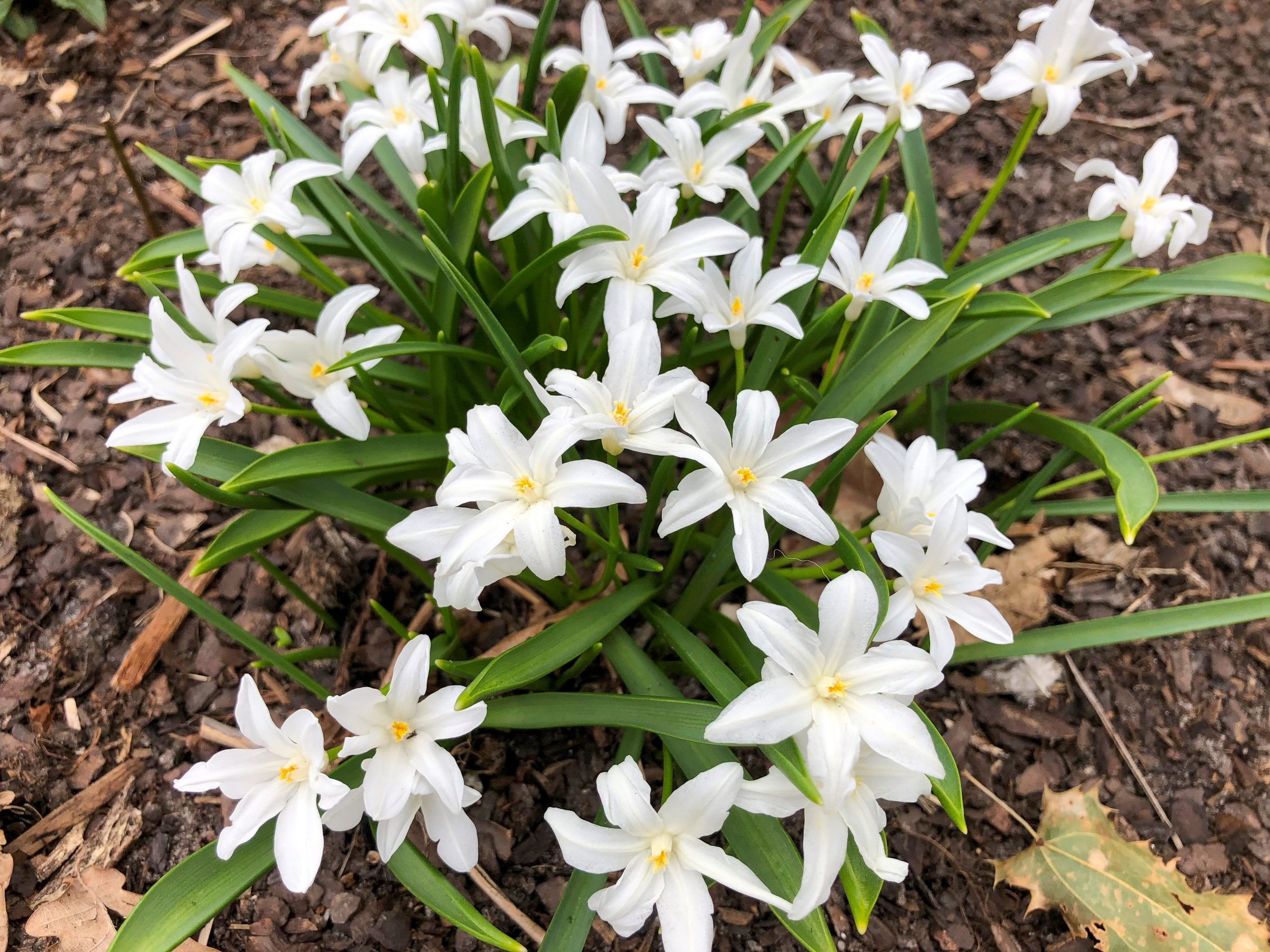6111_chionodoxa_luciliae_alba_SS_002.jpeg
