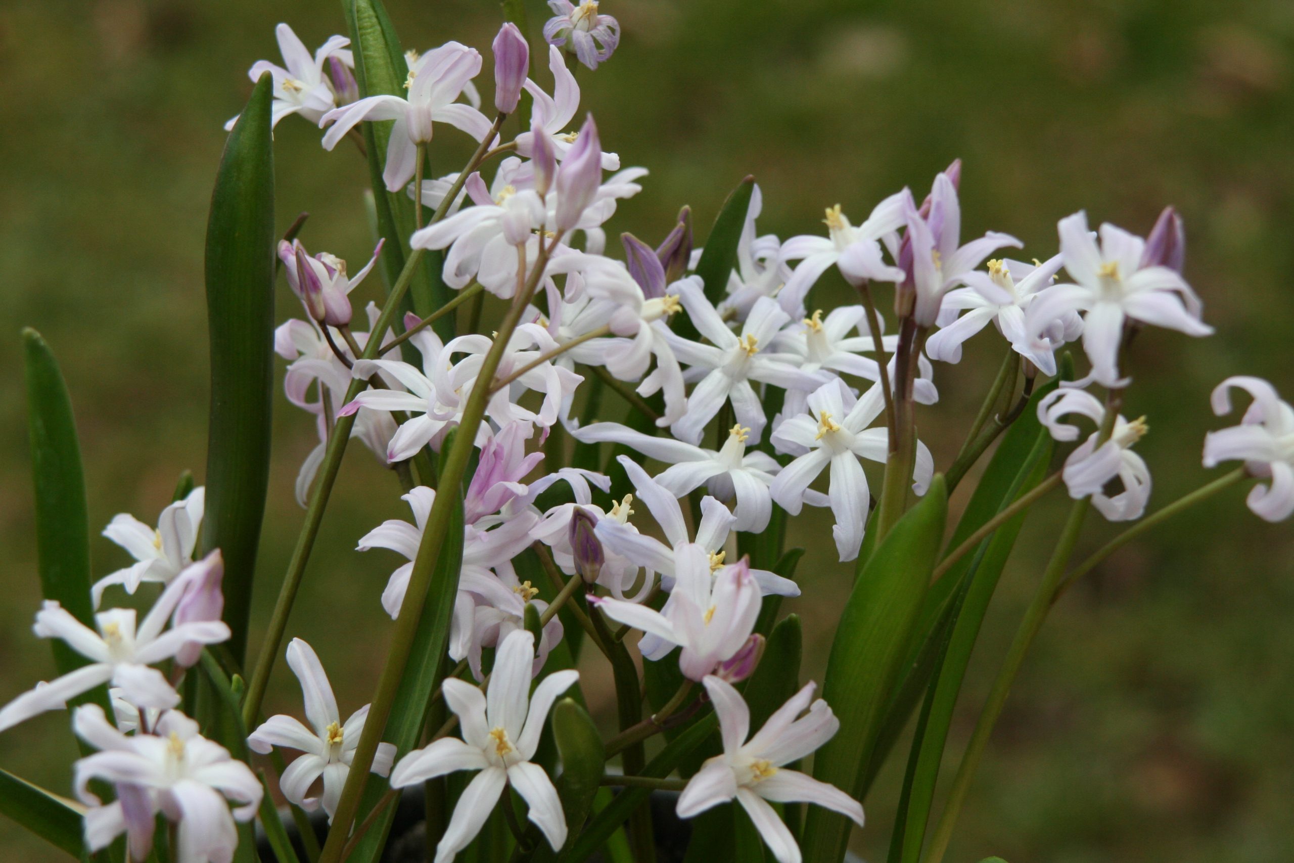 6112_chionodoxa_forbesii_pink_giant_ZK_001.jpeg
