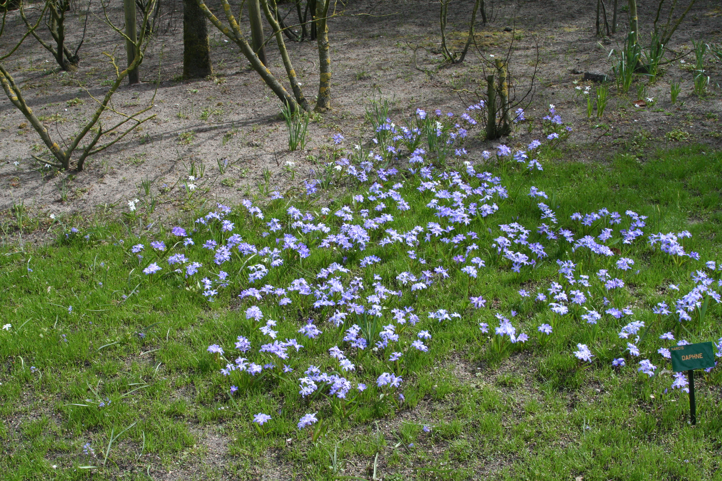 6113_chionodoxa_luciliae_ZK_001.jpeg