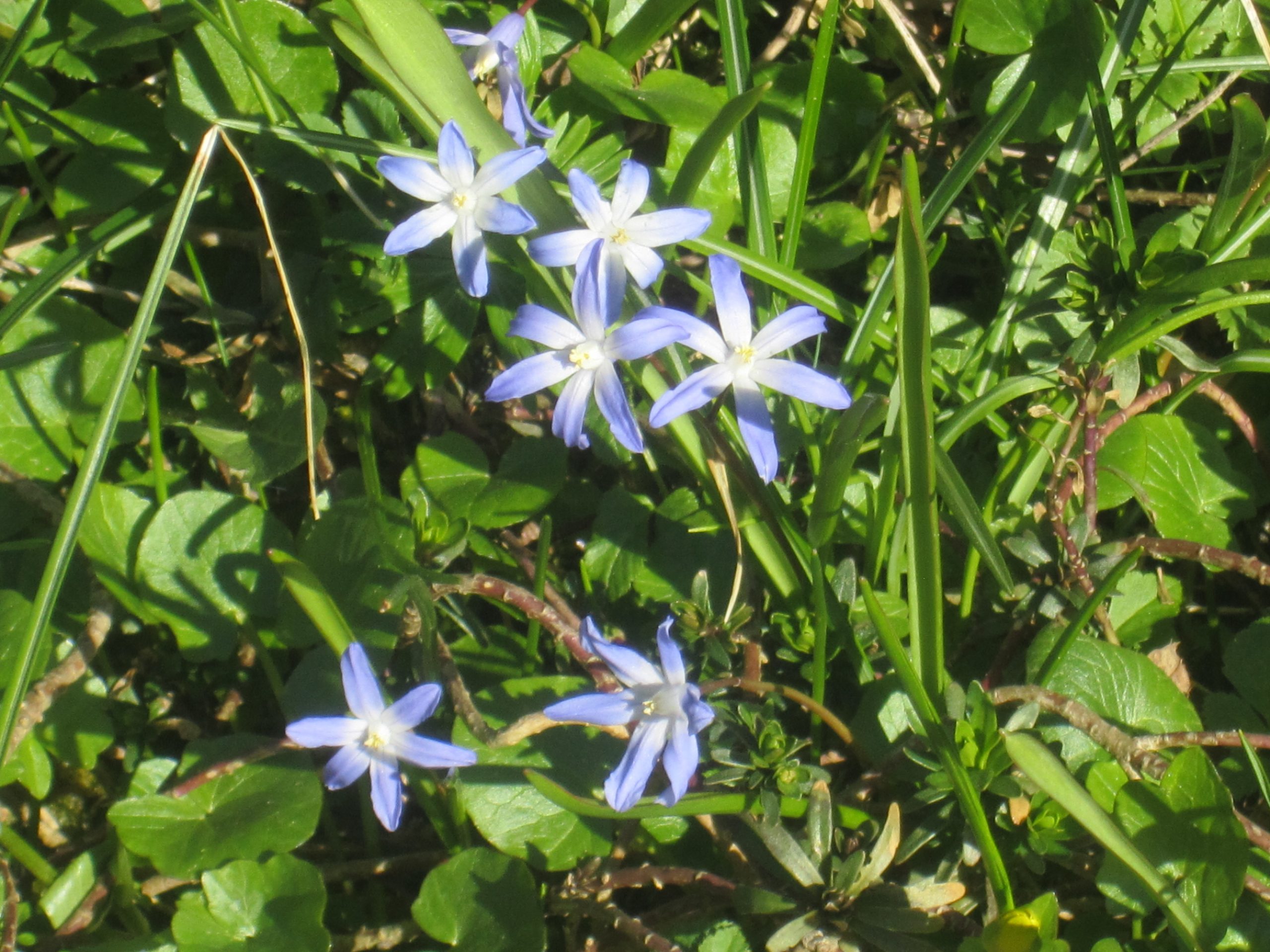 6114_chionodoxa_sardensis_ZK_001.jpeg