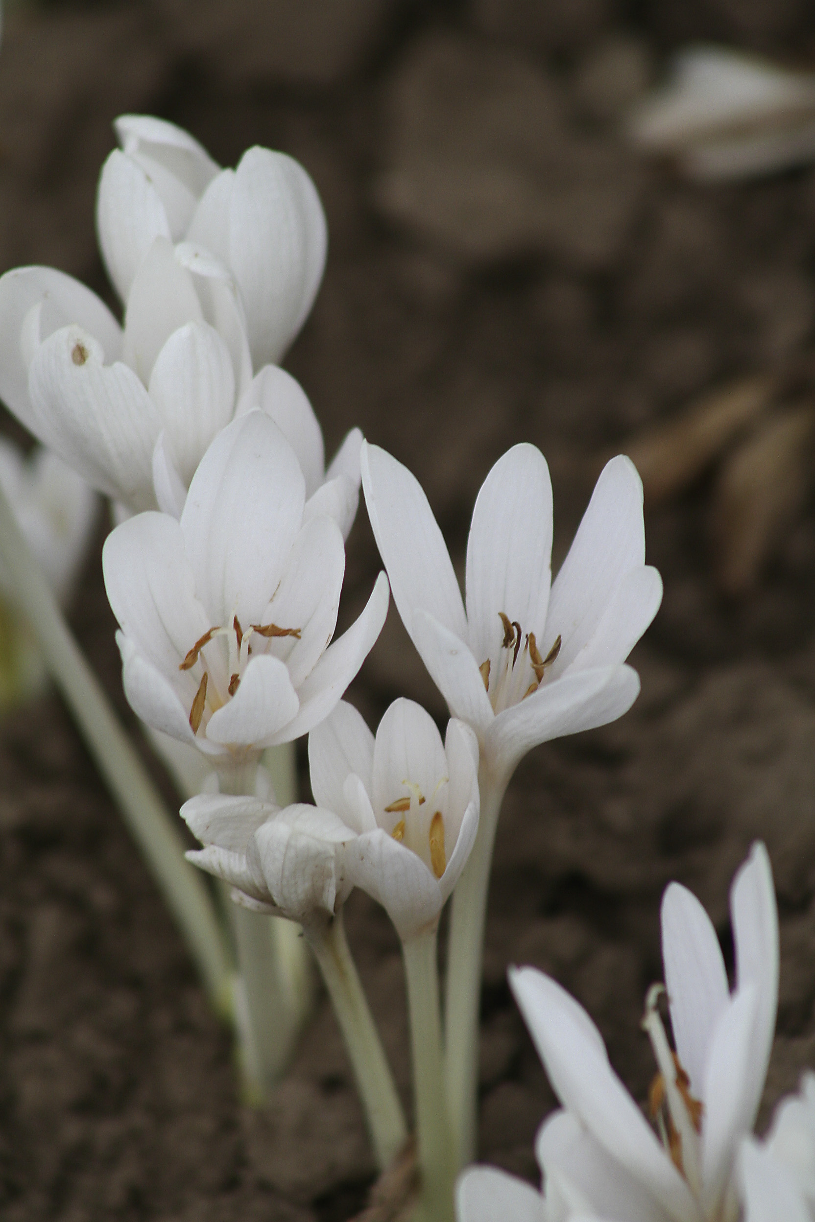 6116_colchicum_autumnale_album_ZK_001.jpeg