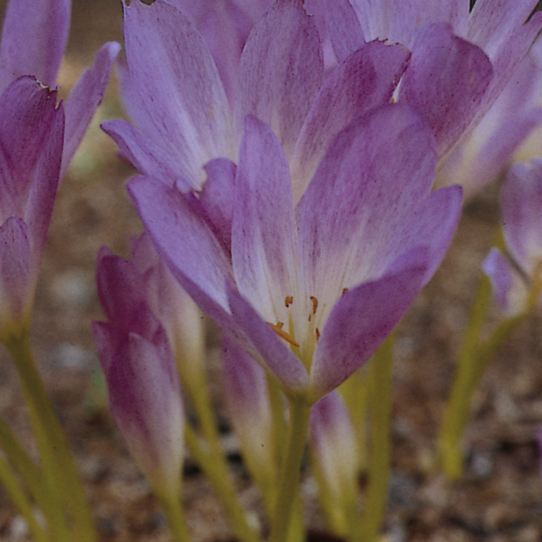 6122_colchicum_bornmulleri_ZK_001.jpeg