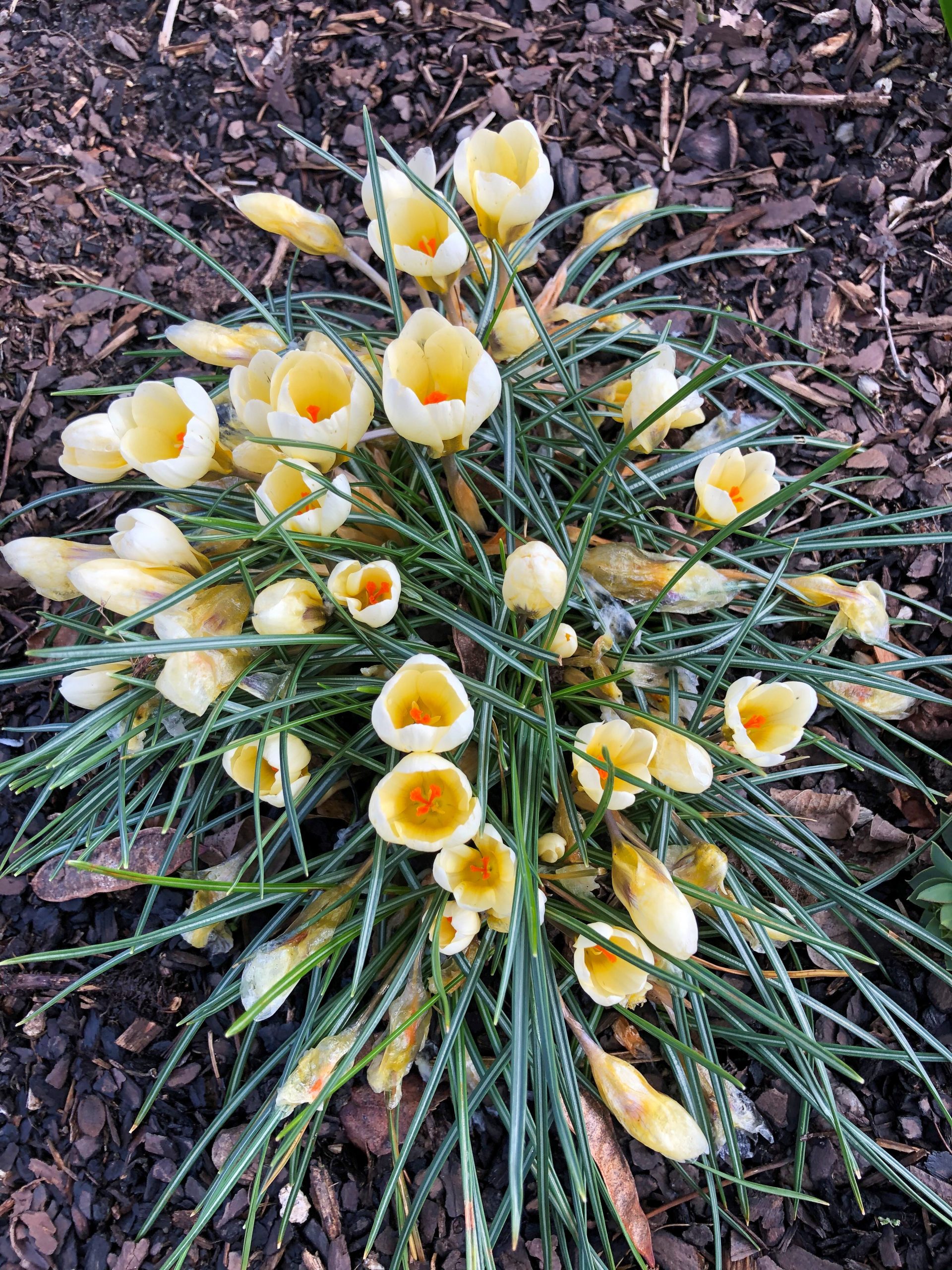 6130_crocus_chrysanthus_cream_beauty_SS_002.jpeg