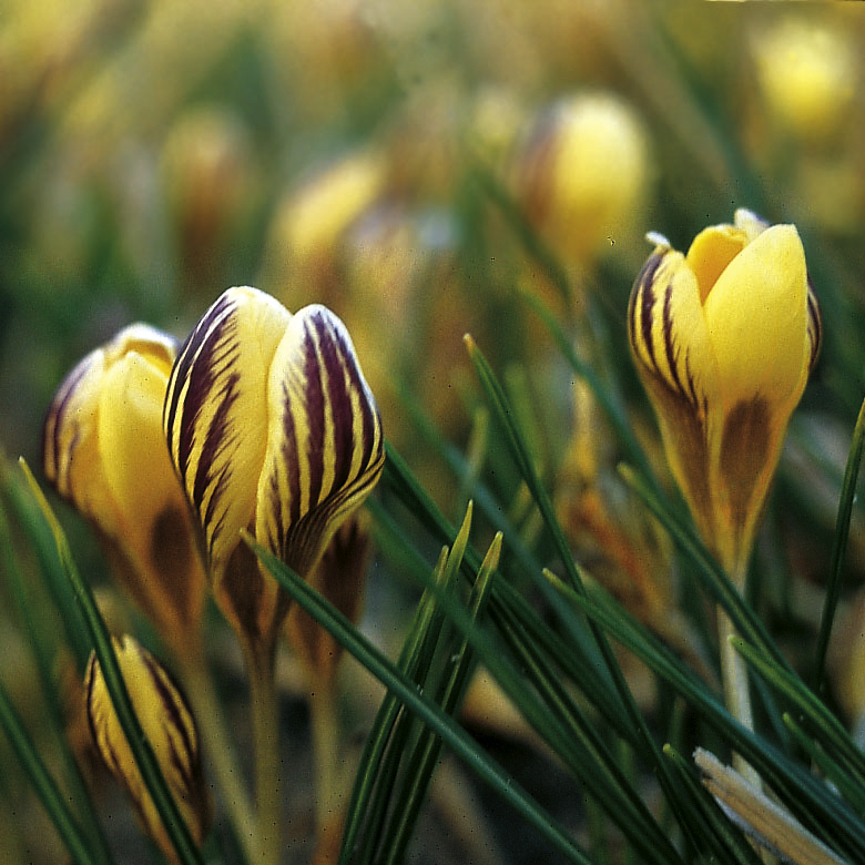 6134_crocus_chrysanthus_gipsy_girl_ZK_001.jpeg