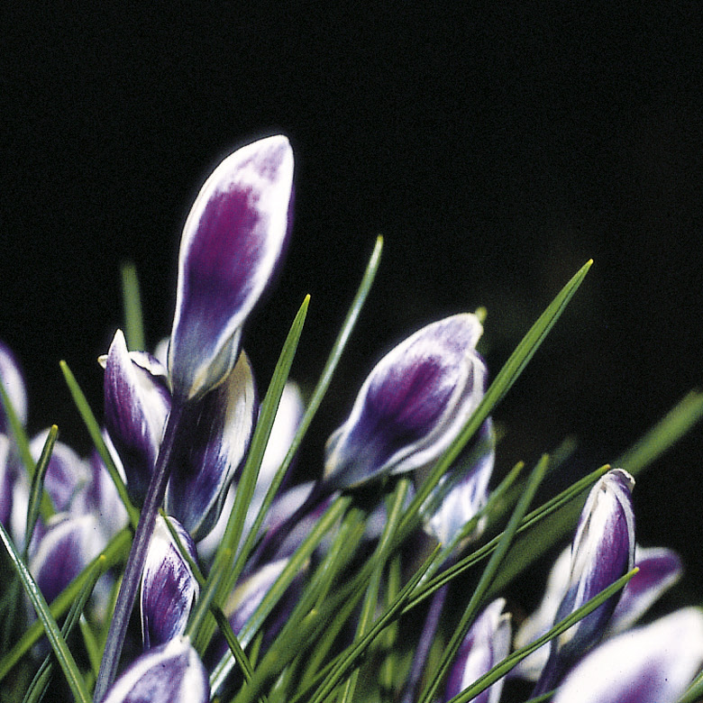 6140_crocus_chrysanthus_ladykiller_ZK_001.jpeg