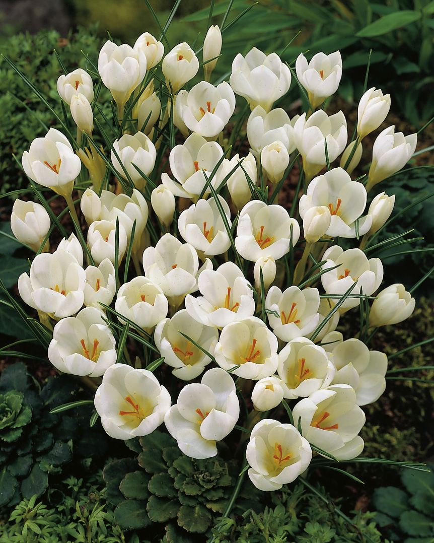 6141_crocus_biflorus_miss_vain_ZK_001.jpeg