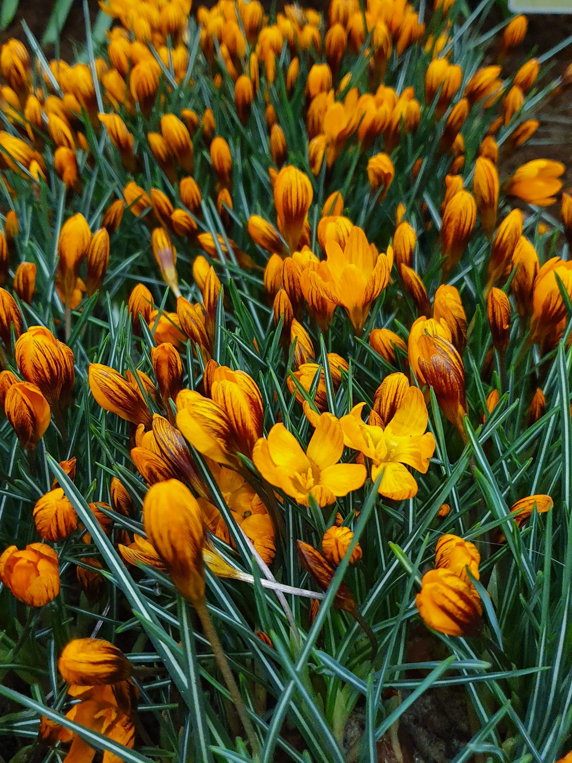 6142_crocus_olivieri_orange_monarch_ZK_001.jpeg