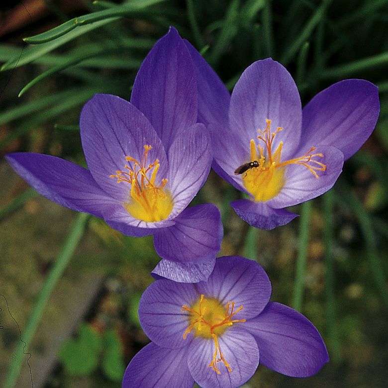 6143_crocus_speciousus_oxonian_ZK_001.jpeg