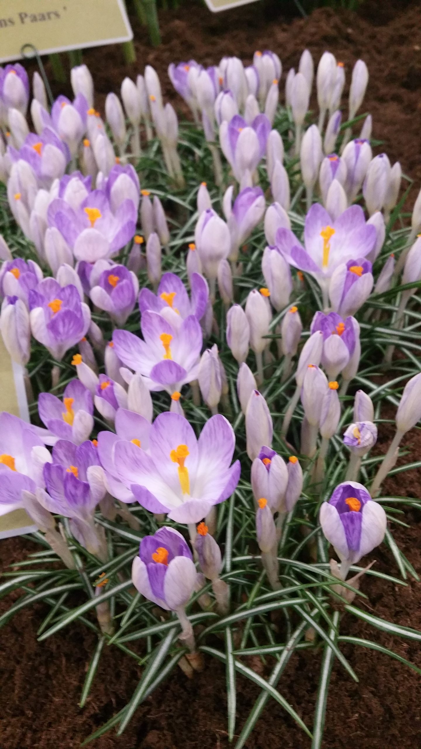 6151_crocus_etrescus_rosalind_ZK_001.jpeg