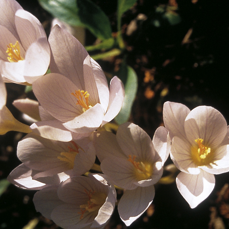 6155_crocus_pulchellus_zephyr_ZK_001.jpeg