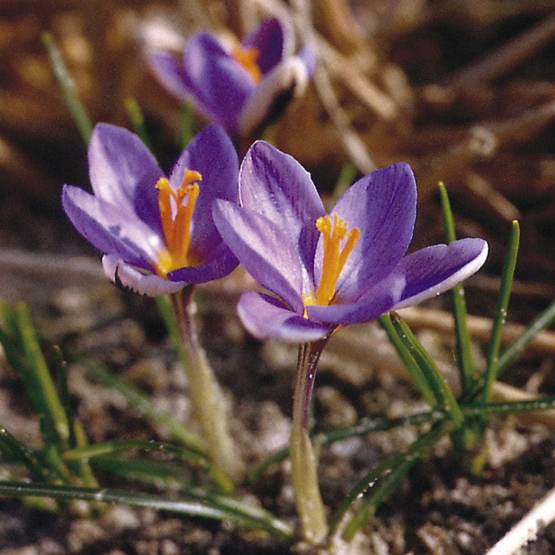 6160_crocus_minimus_ZK_001.jpeg