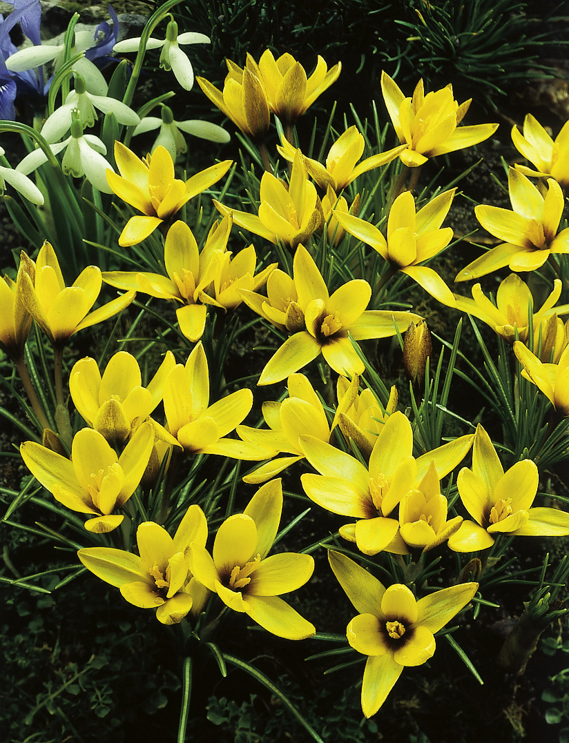6162_crocus_korolkowii_ZK_001.jpeg