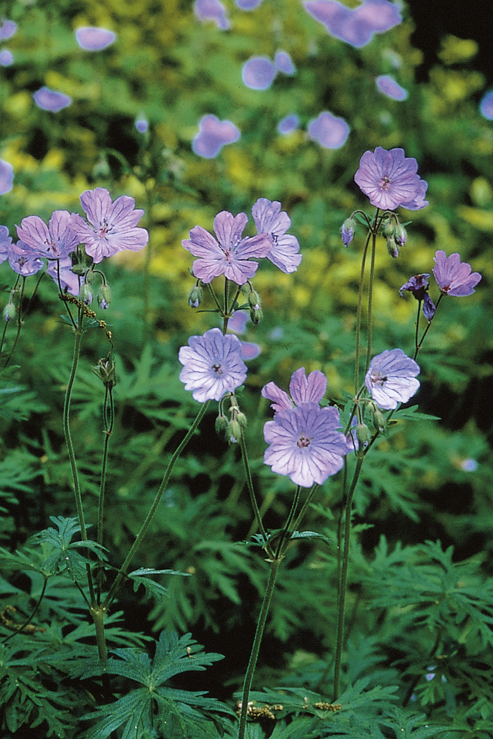 6199_geranium_tuberosum_ZK_001.jpeg