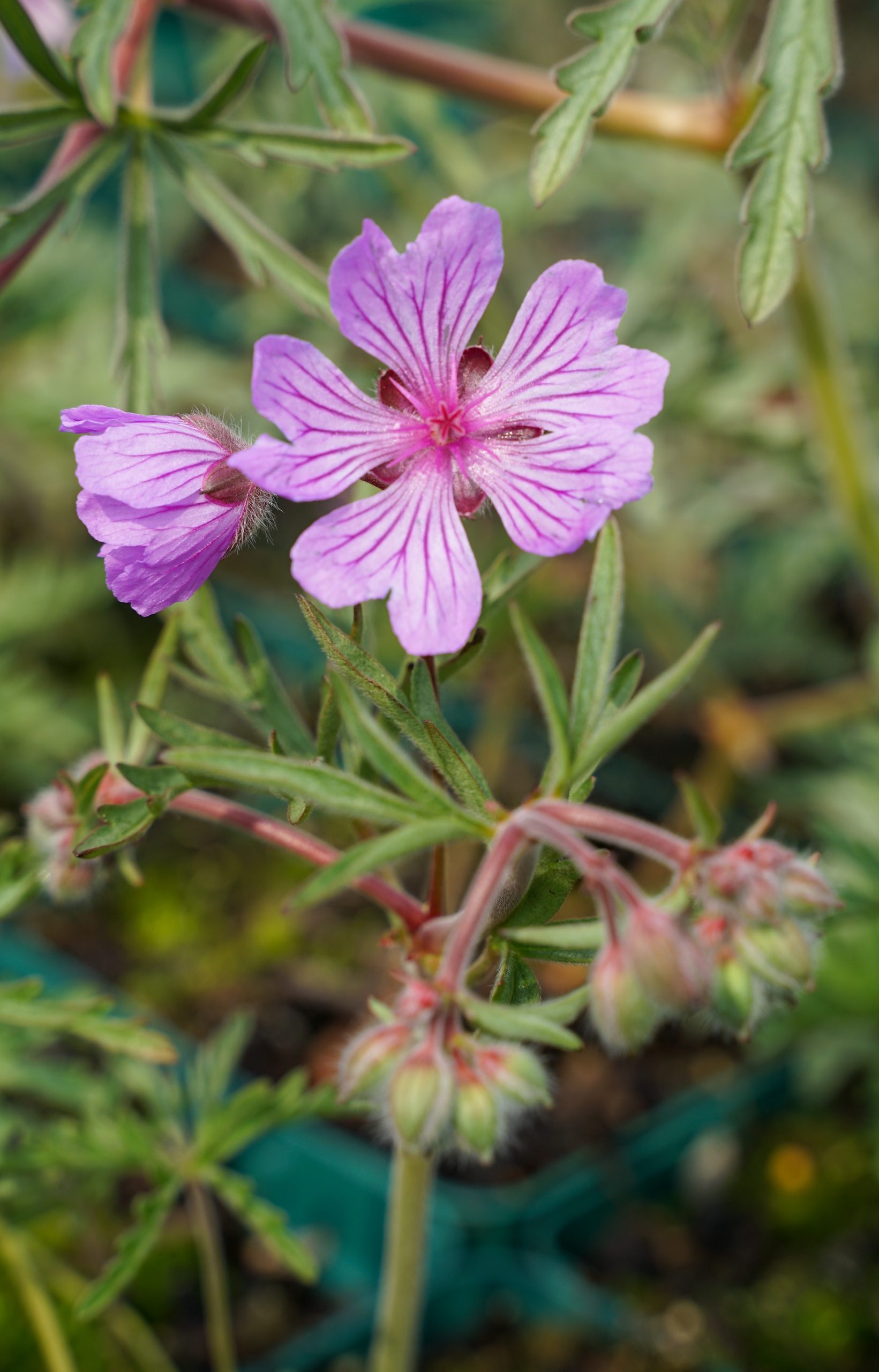 6200_geranium_tuberosum_SS_002.jpeg