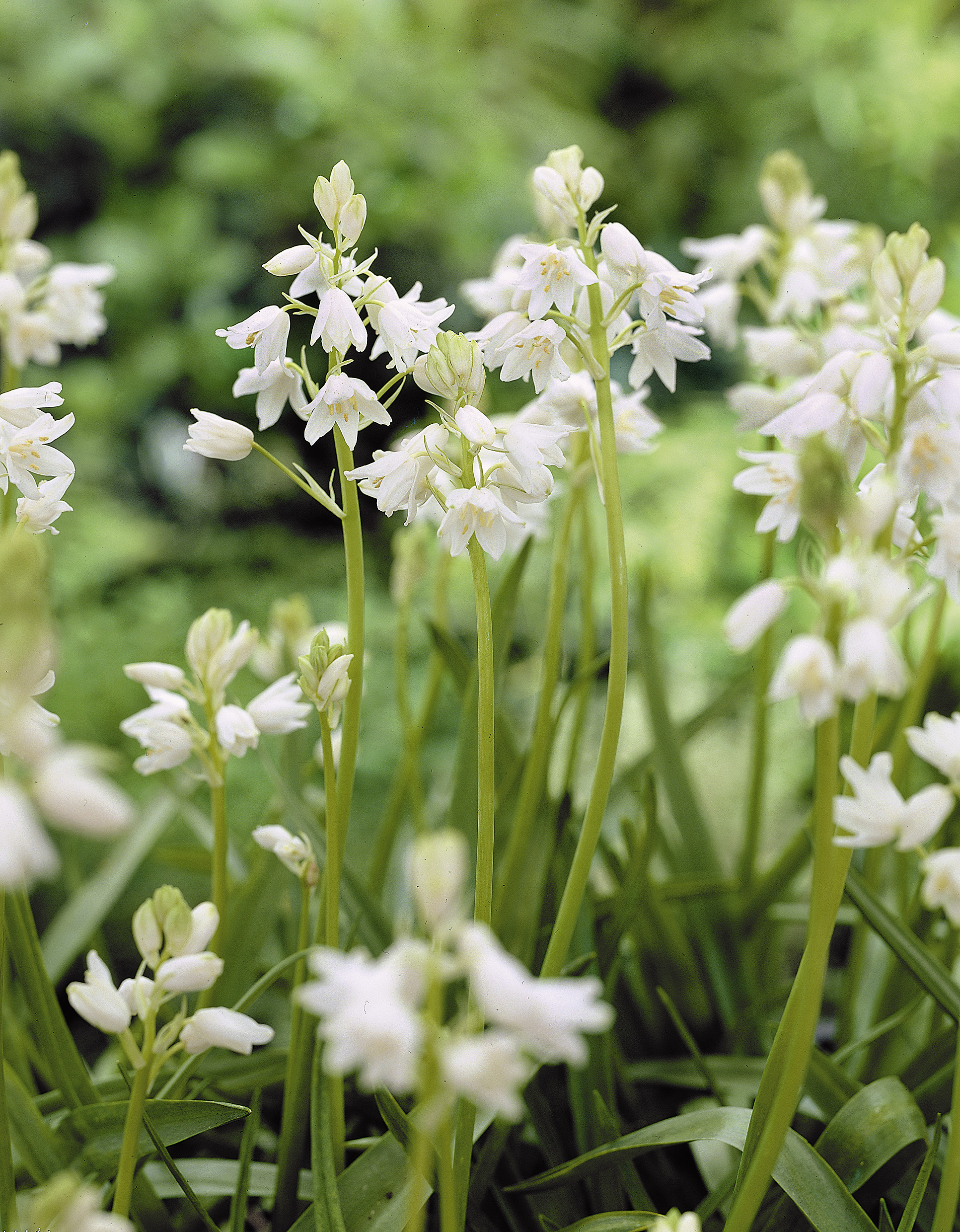 6203_hyacinthoides_non_scripta_alba_ZK_001.jpeg