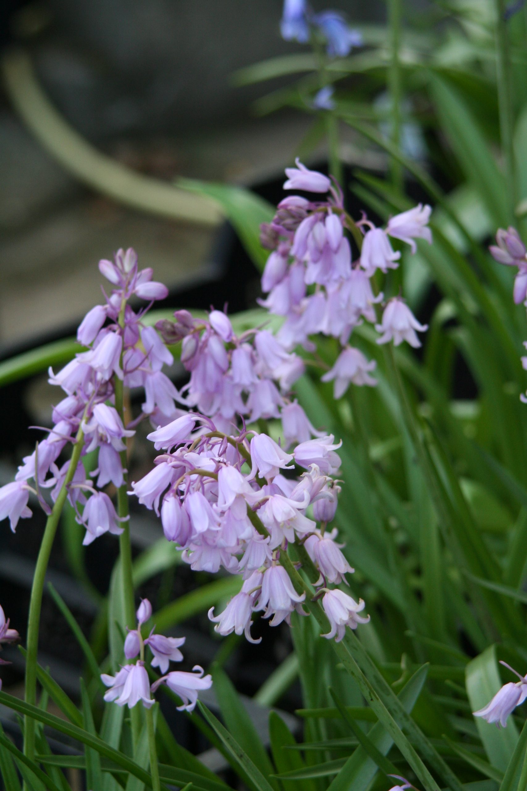 6204_hyacinthoides_hispanica_rose_queen_ZK_001.jpeg