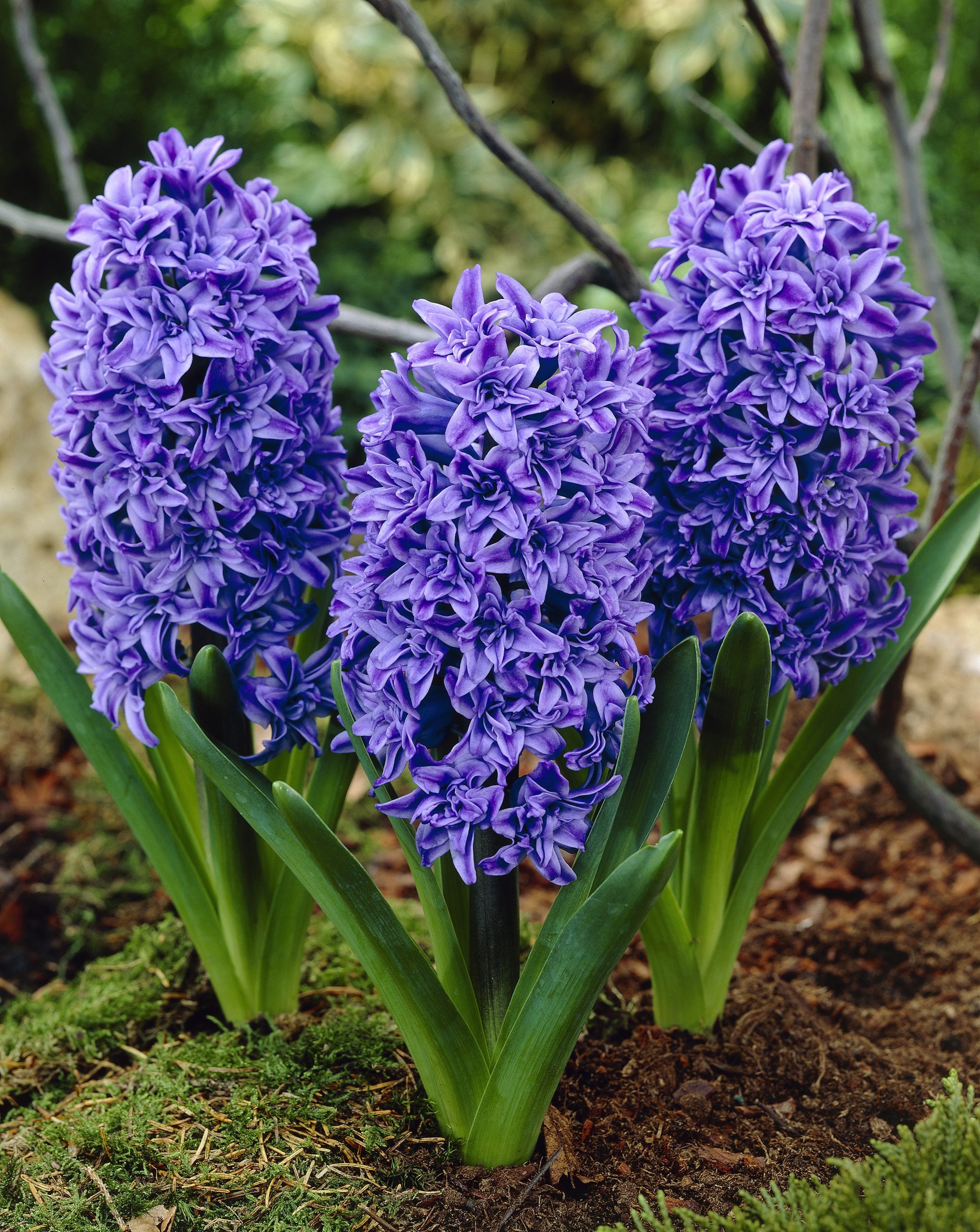 6211_hyacinthus_orientalis_crystal_palace_ZK_001.jpeg