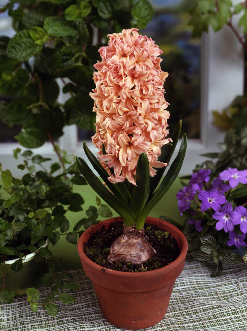 6214_hyacinthus_orientalis_gipsy_queen_ZK_001.jpeg