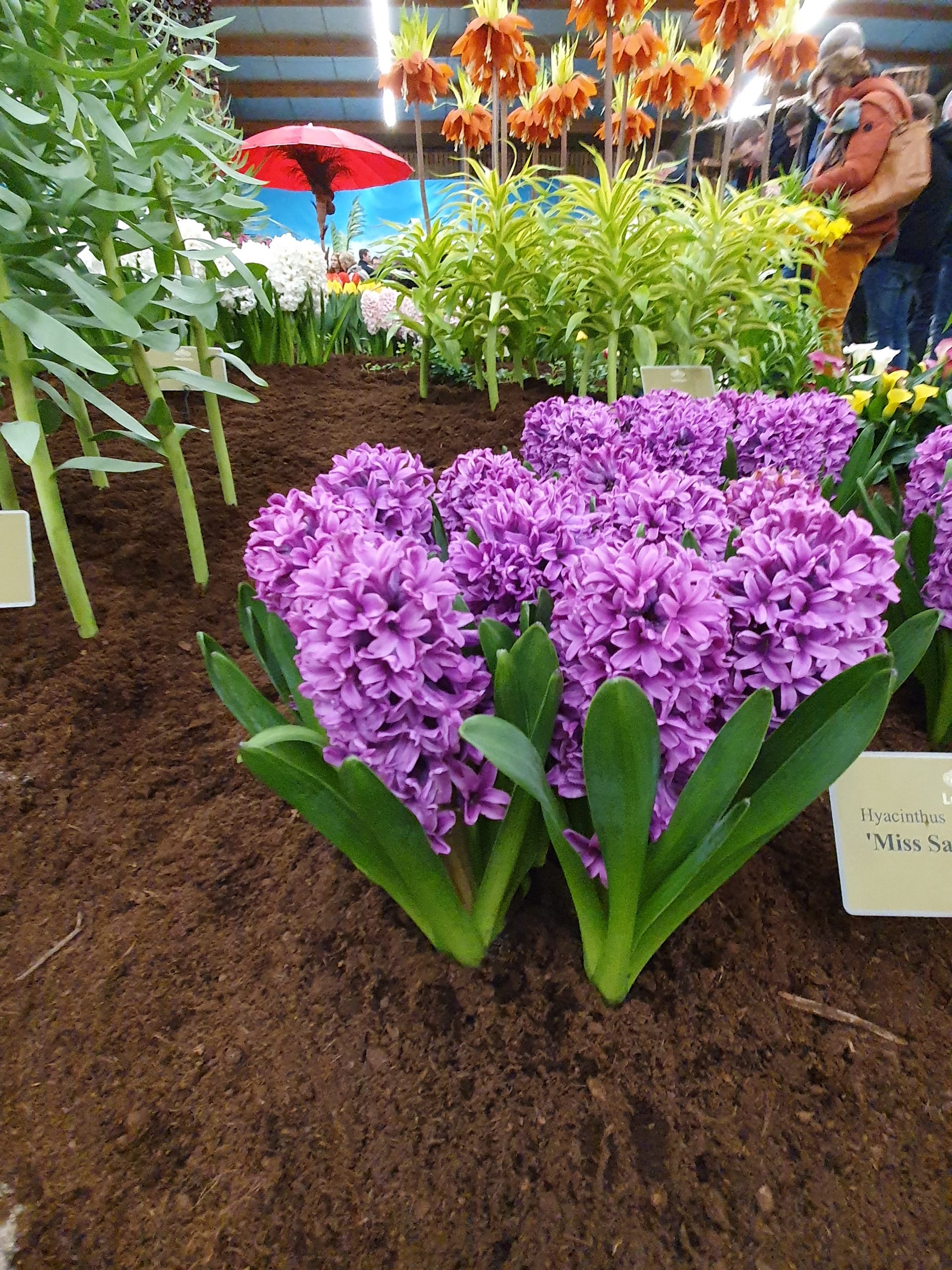 6218_hyacinthus_orientalis_miss_saigon_ZK_001.jpeg