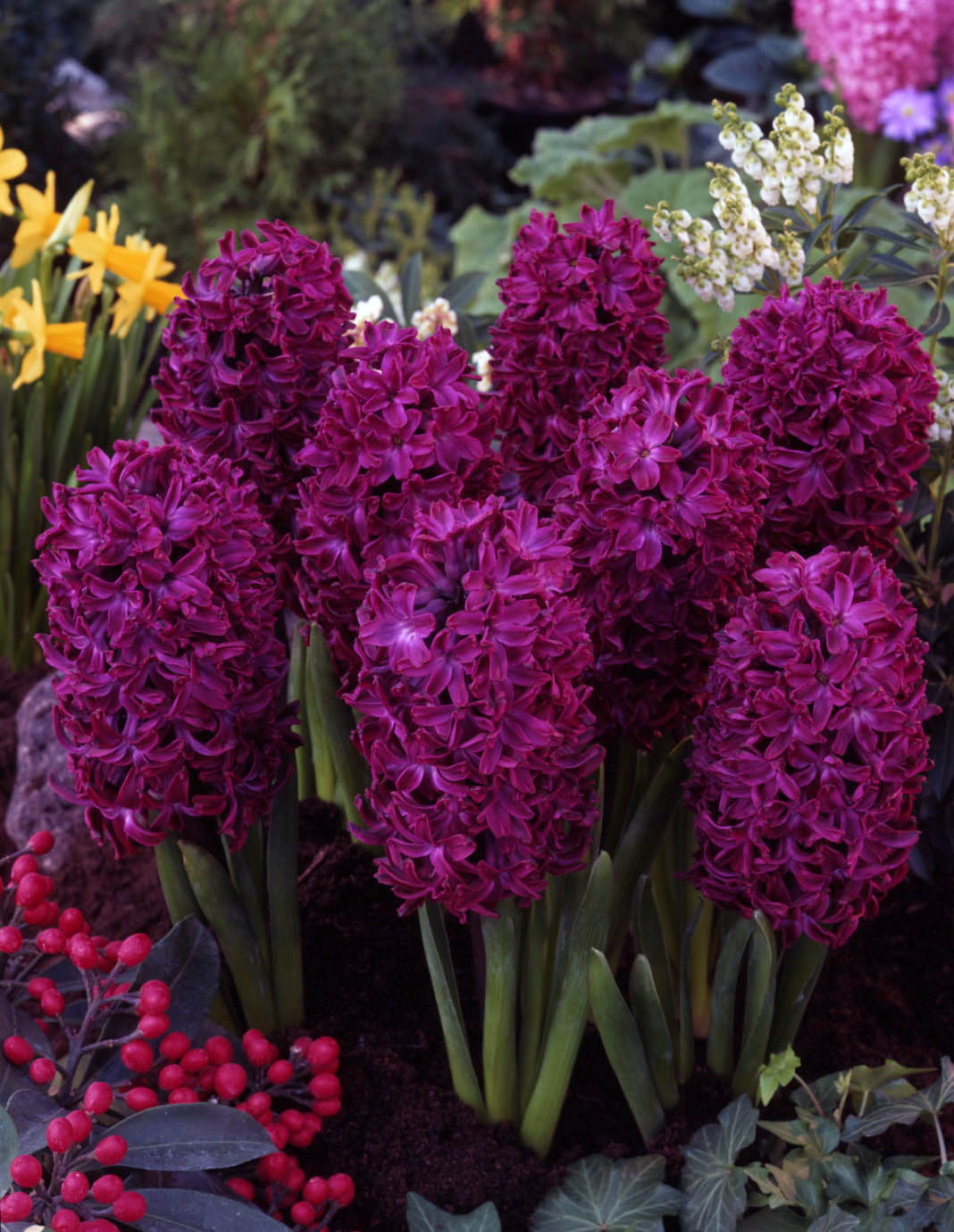 6224_hyacinthus_orientalis_woodstock_ZK_001.jpeg