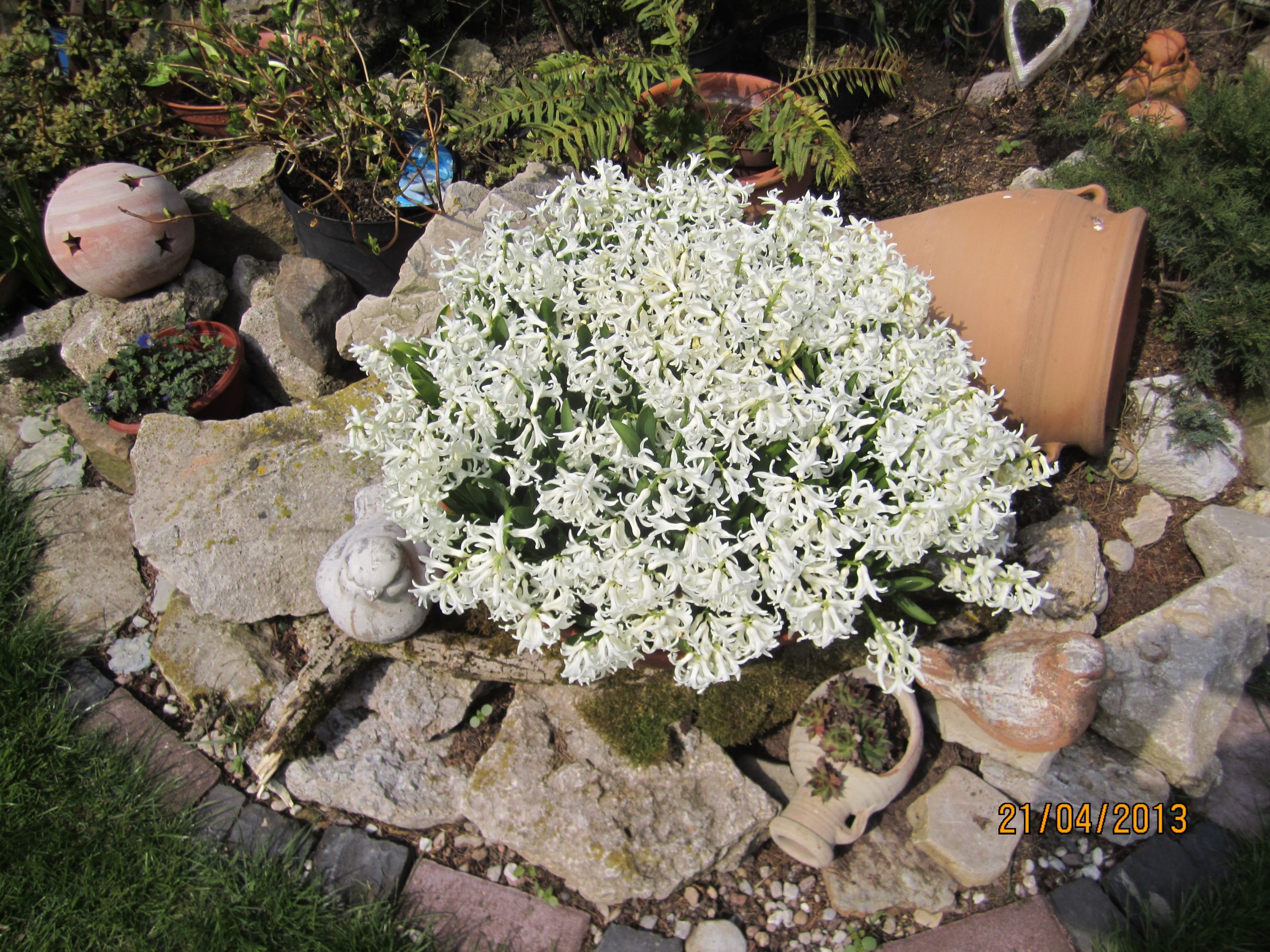 6229_hyacinthus_cultorum_ZK_001.jpeg