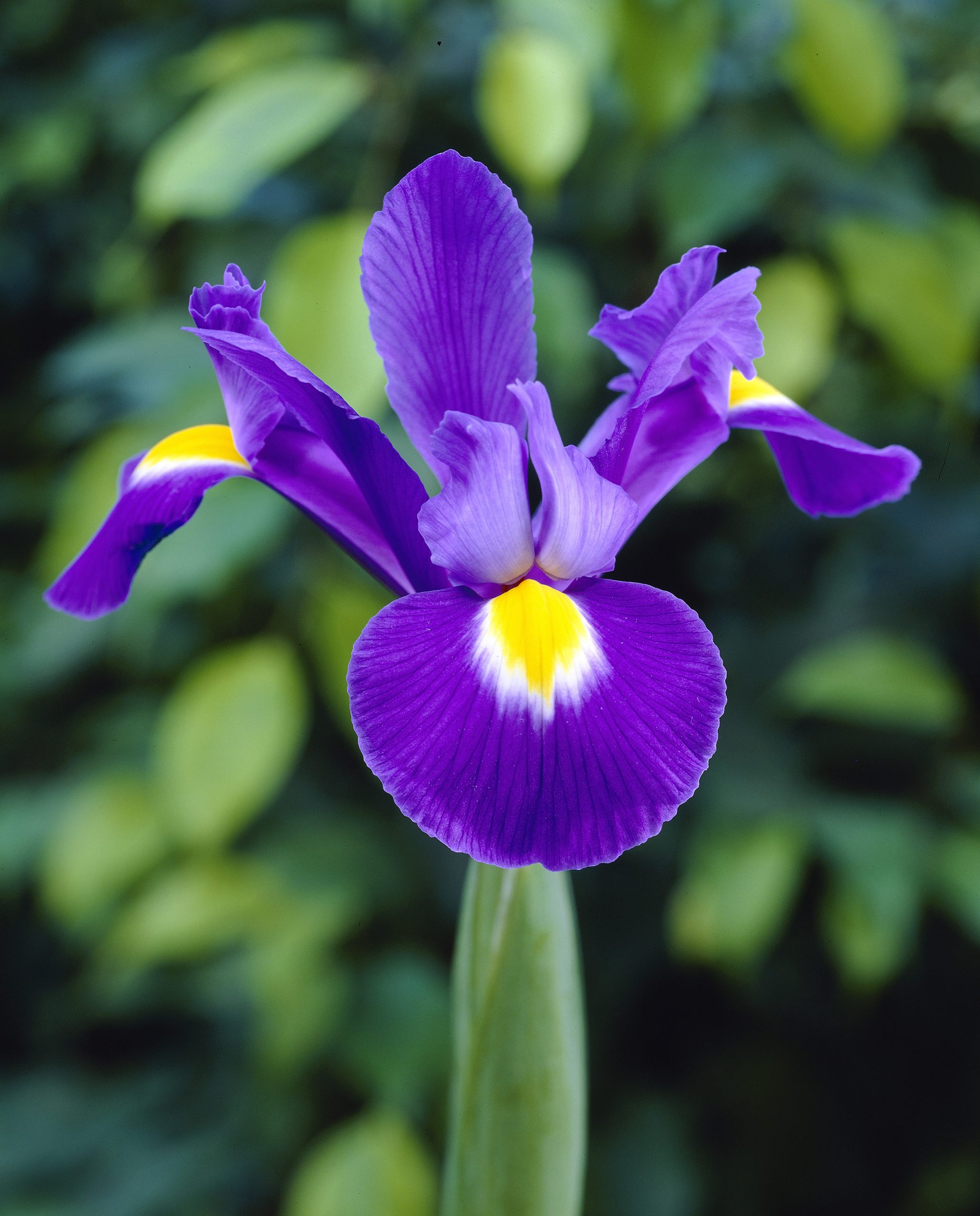6235_iris_hollandica_blue_magic_ZK_001.jpeg