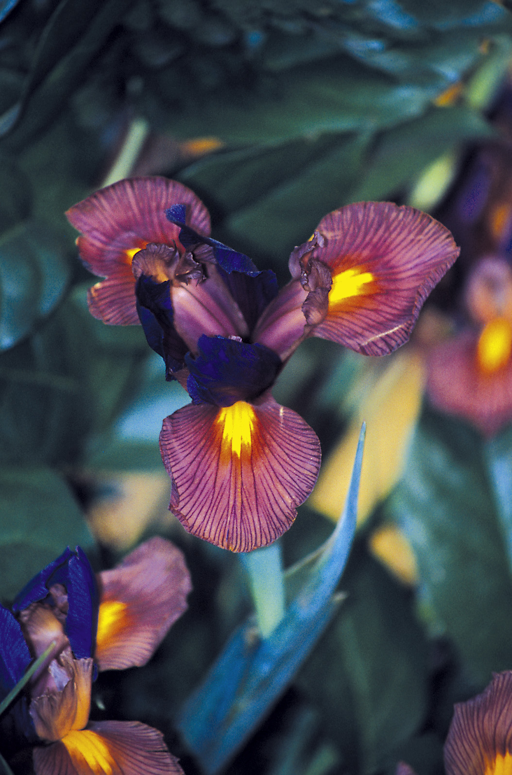 6238_iris_hollandica_eye_of_the_tiger_ZK_001.jpeg