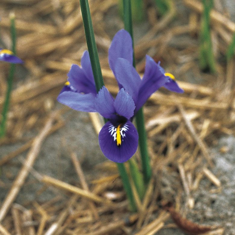 6240_iris_reticulata_harmony_ZK_001.jpeg