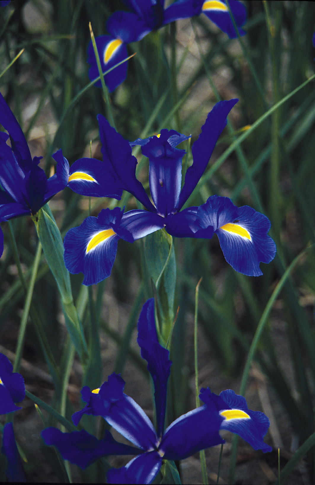 6247_iris_hollandica_telstar_ZK_001.jpeg