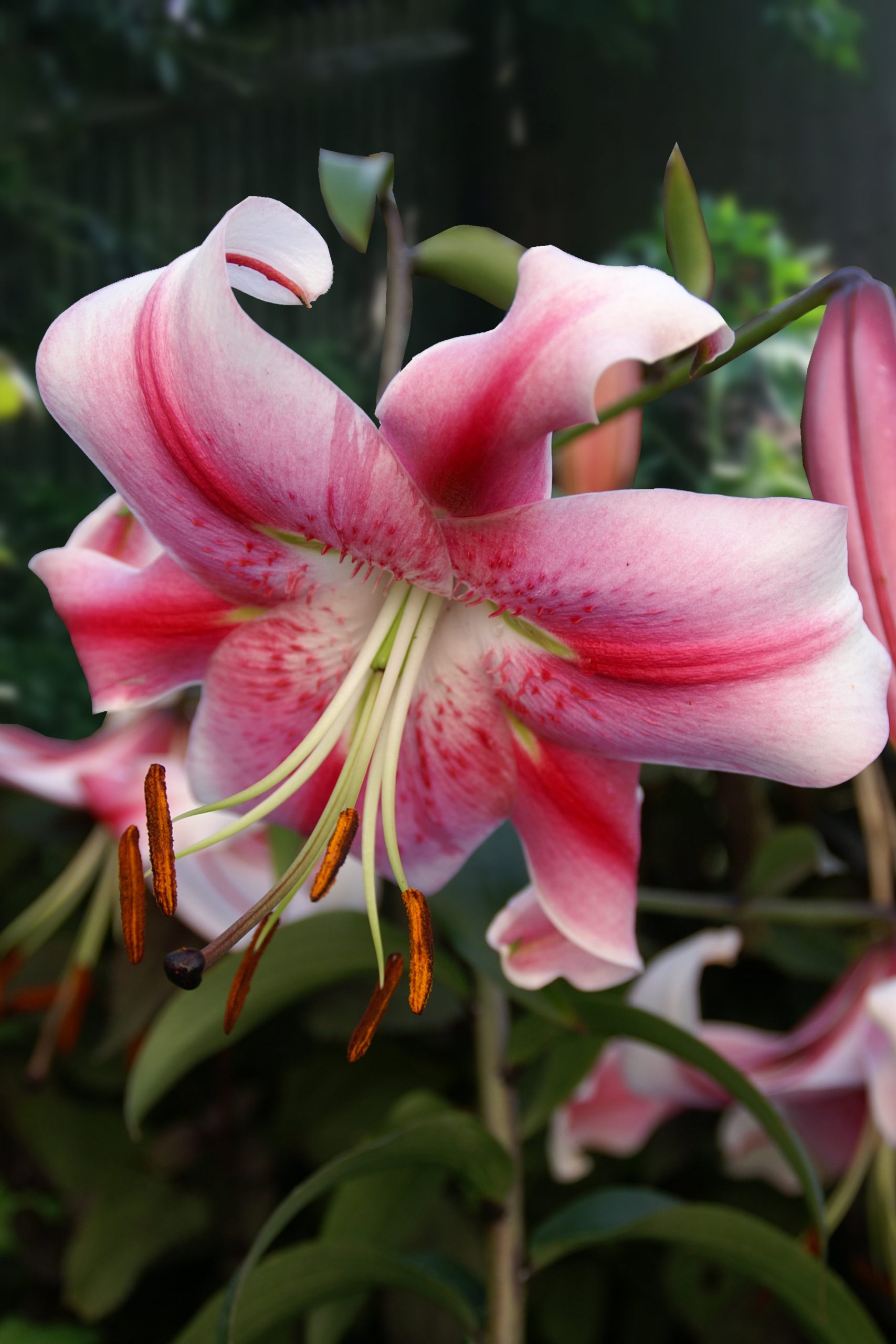 6257_lilium_cultorum_anastasia_ZK_001.jpeg