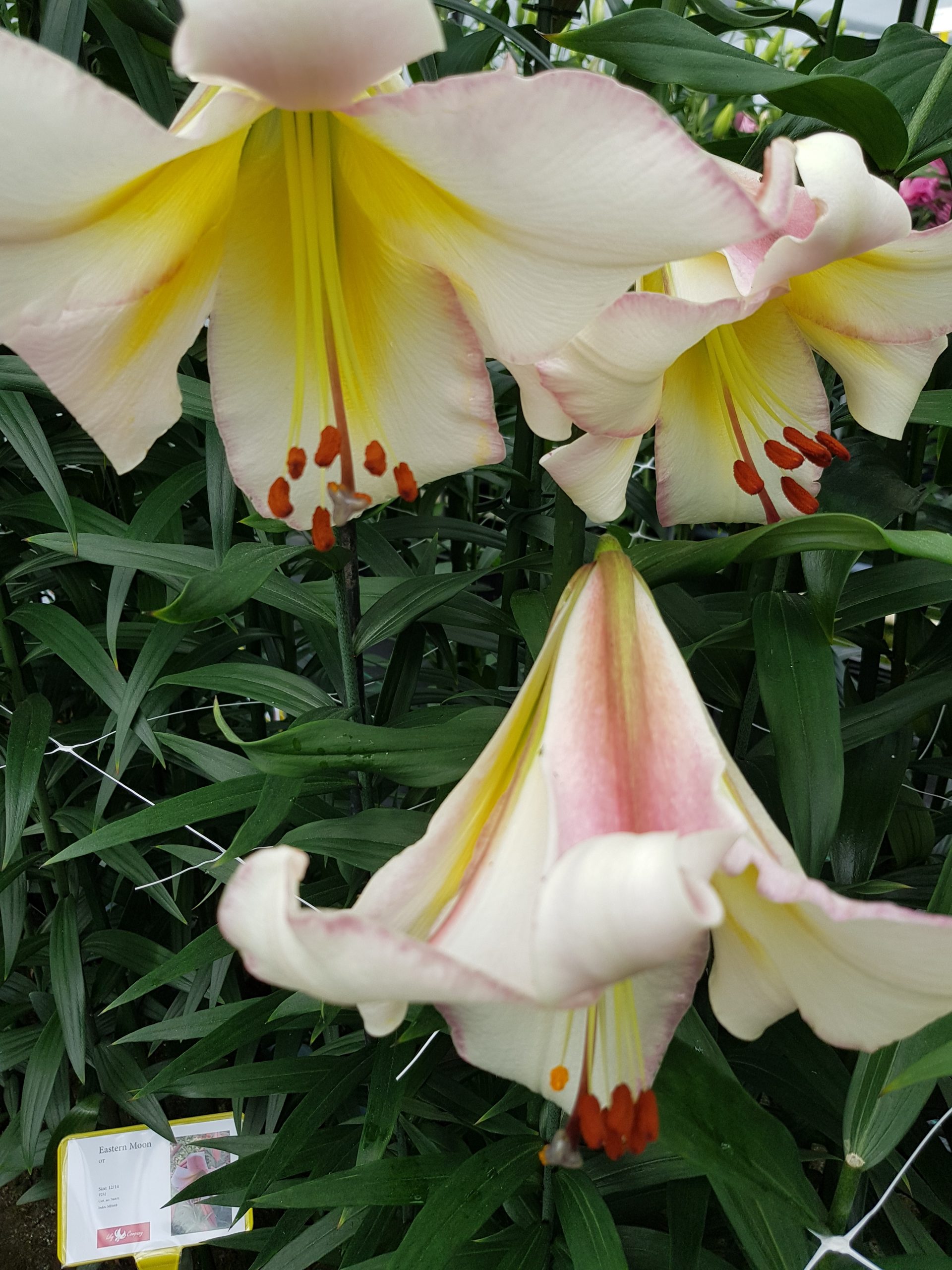 6262_lilium_cultorum_beijing_moon_ZK_001.jpeg