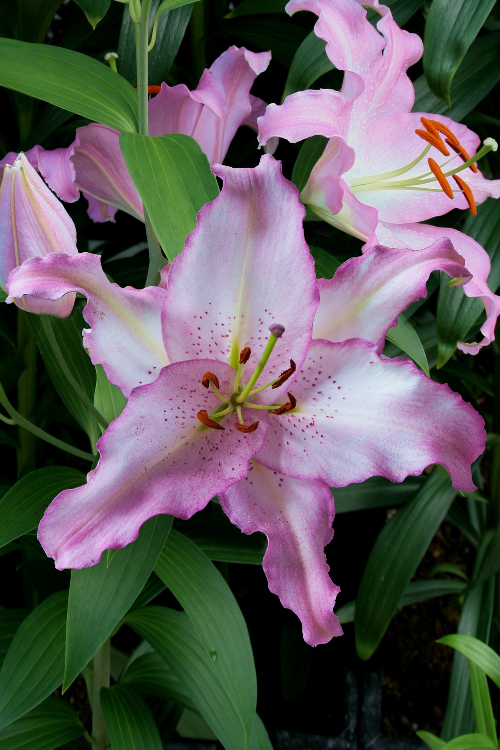 6264_lilium_cultorum_brasilia_ZK_001.jpeg