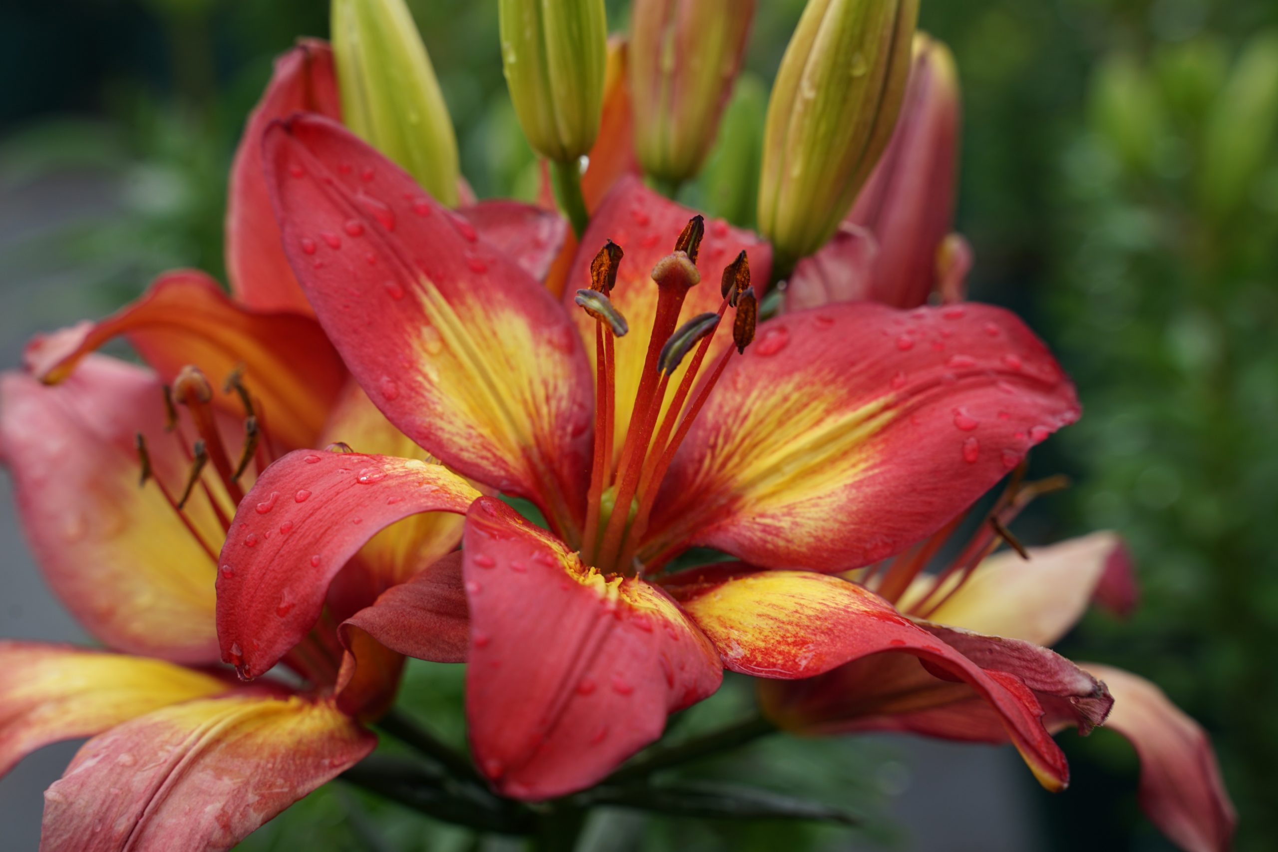 6266_lilium_cultorum_cavoli_SS_001.jpeg