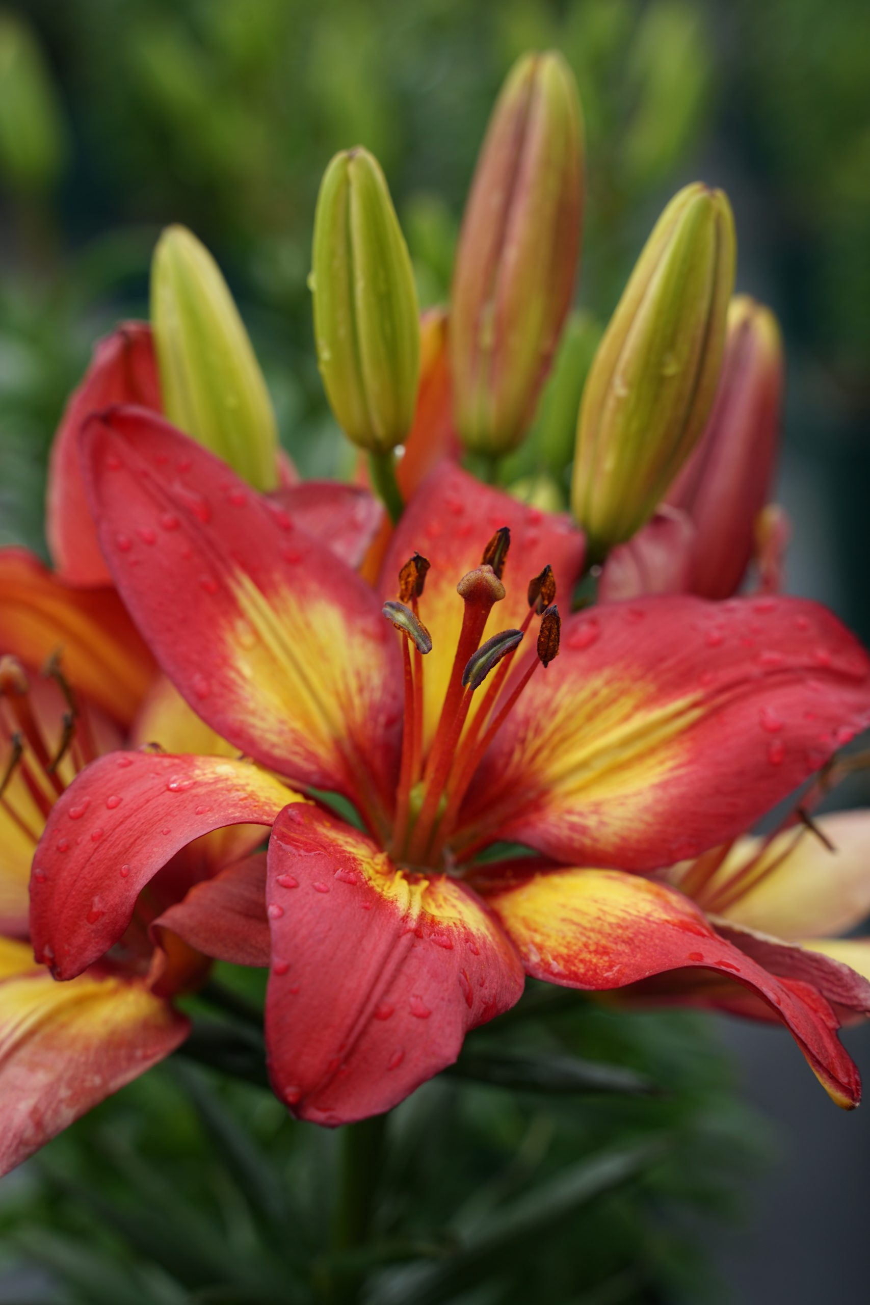 6267_lilium_cultorum_cavoli_SS_002.jpeg