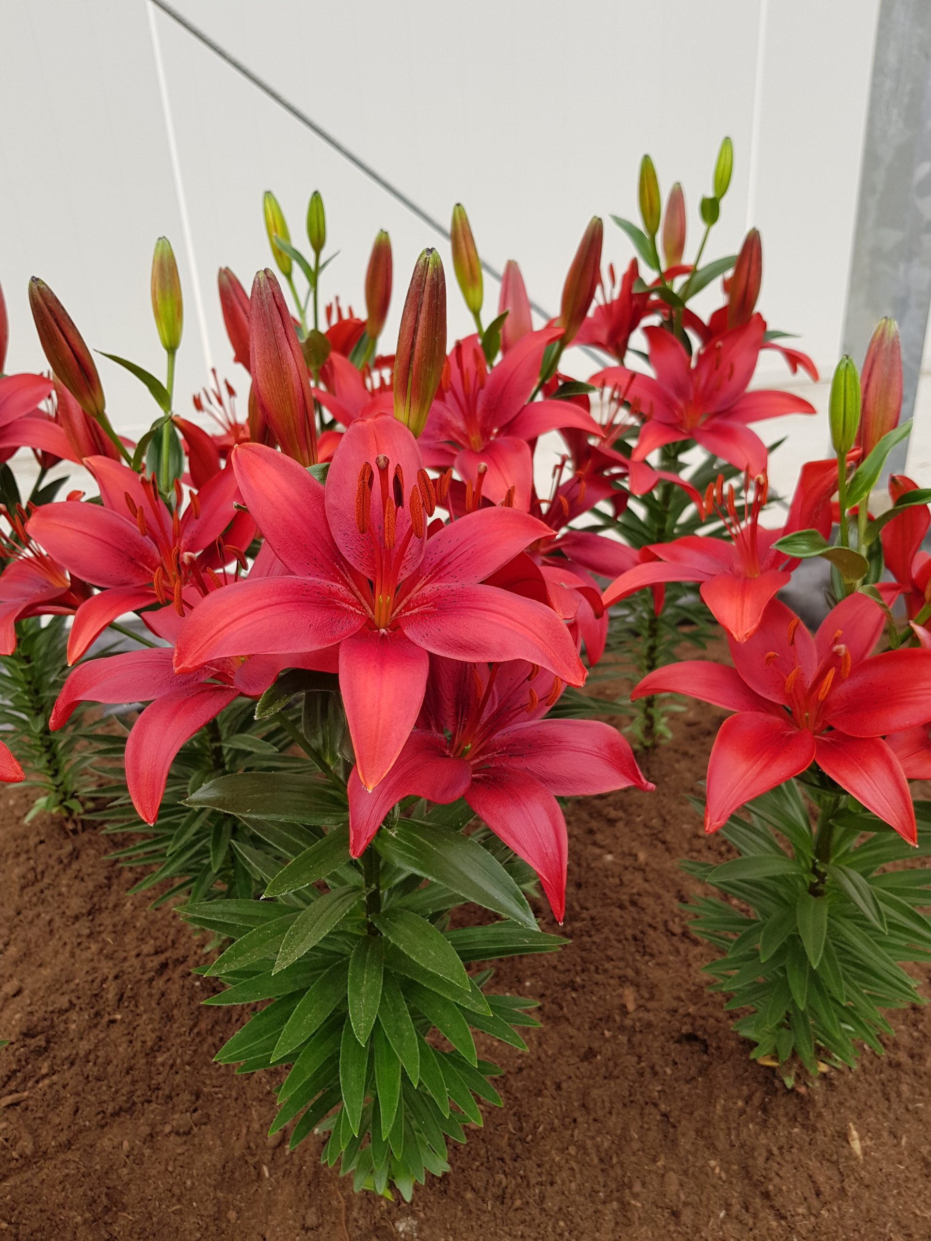 6268_lilium_cultorum_cavoli_ZK_003.jpeg