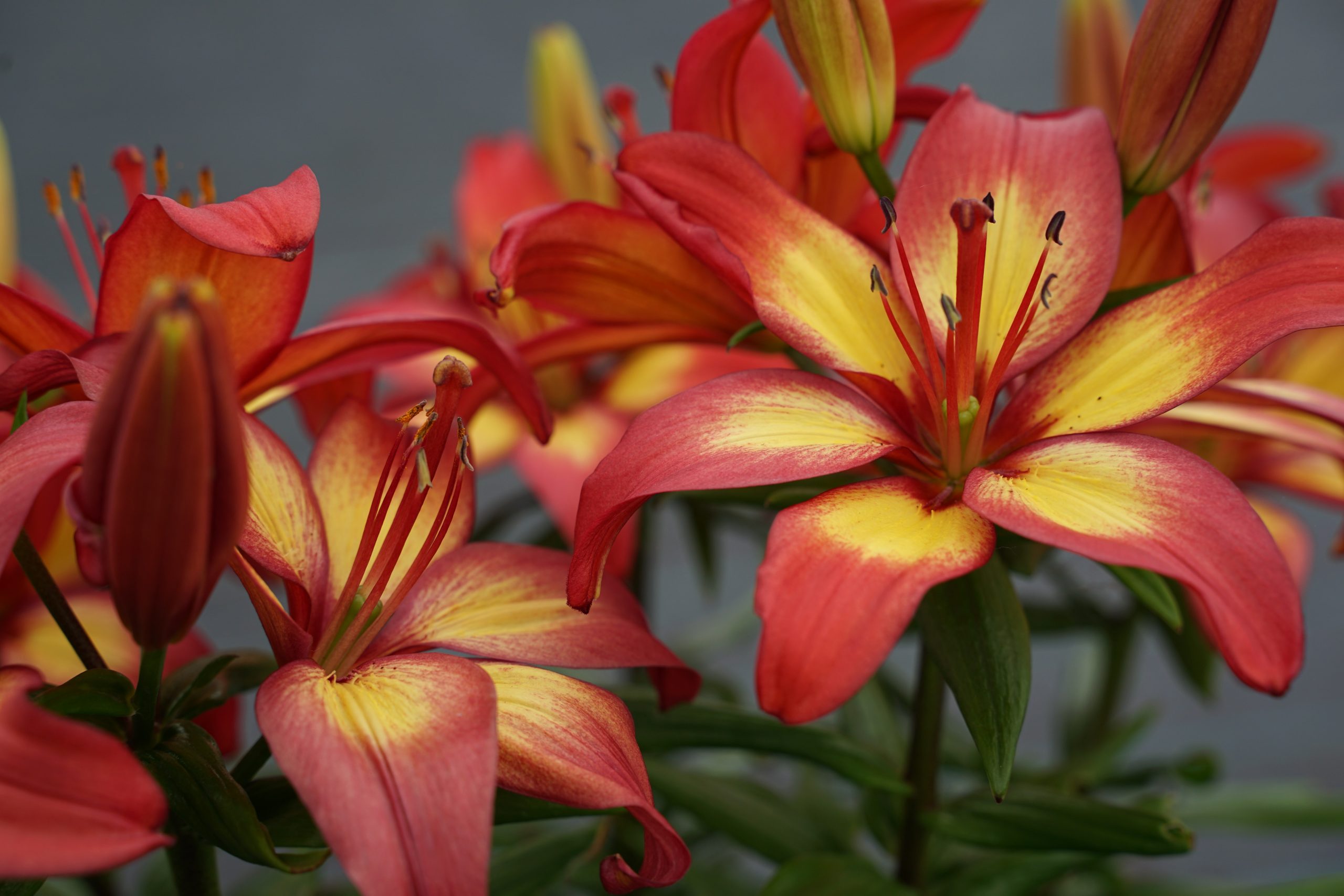 6269_lilium_cultorum_cavoli_SS_004.jpeg