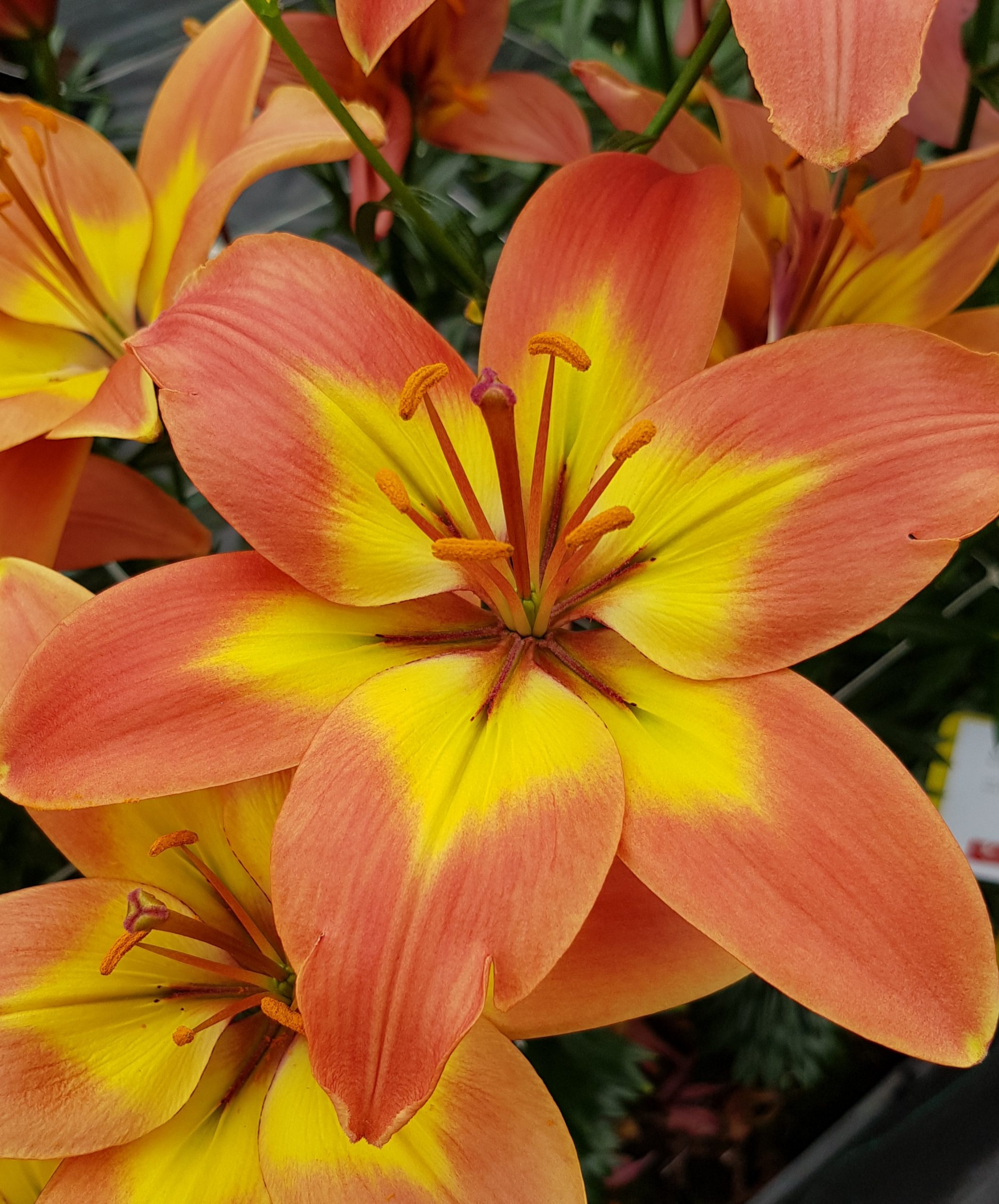 6275_lilium_cultorum_forever_linda_ZK_001.jpeg