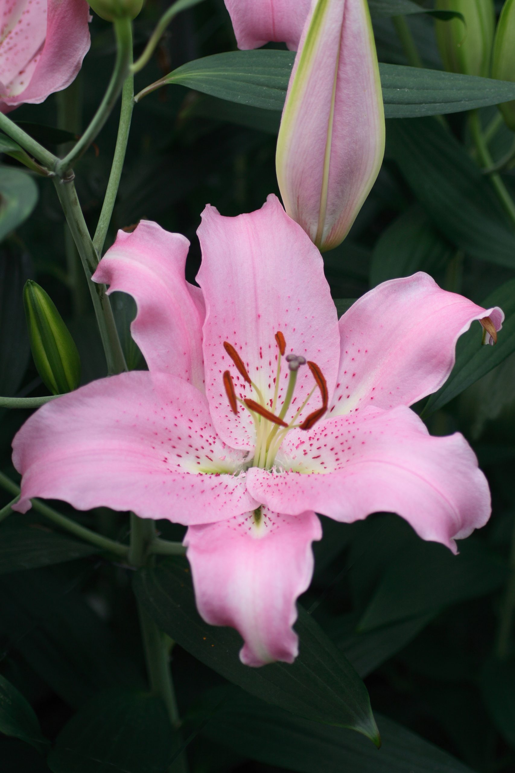 6284_lilium_cultorum_josephine_ZK_001.jpeg