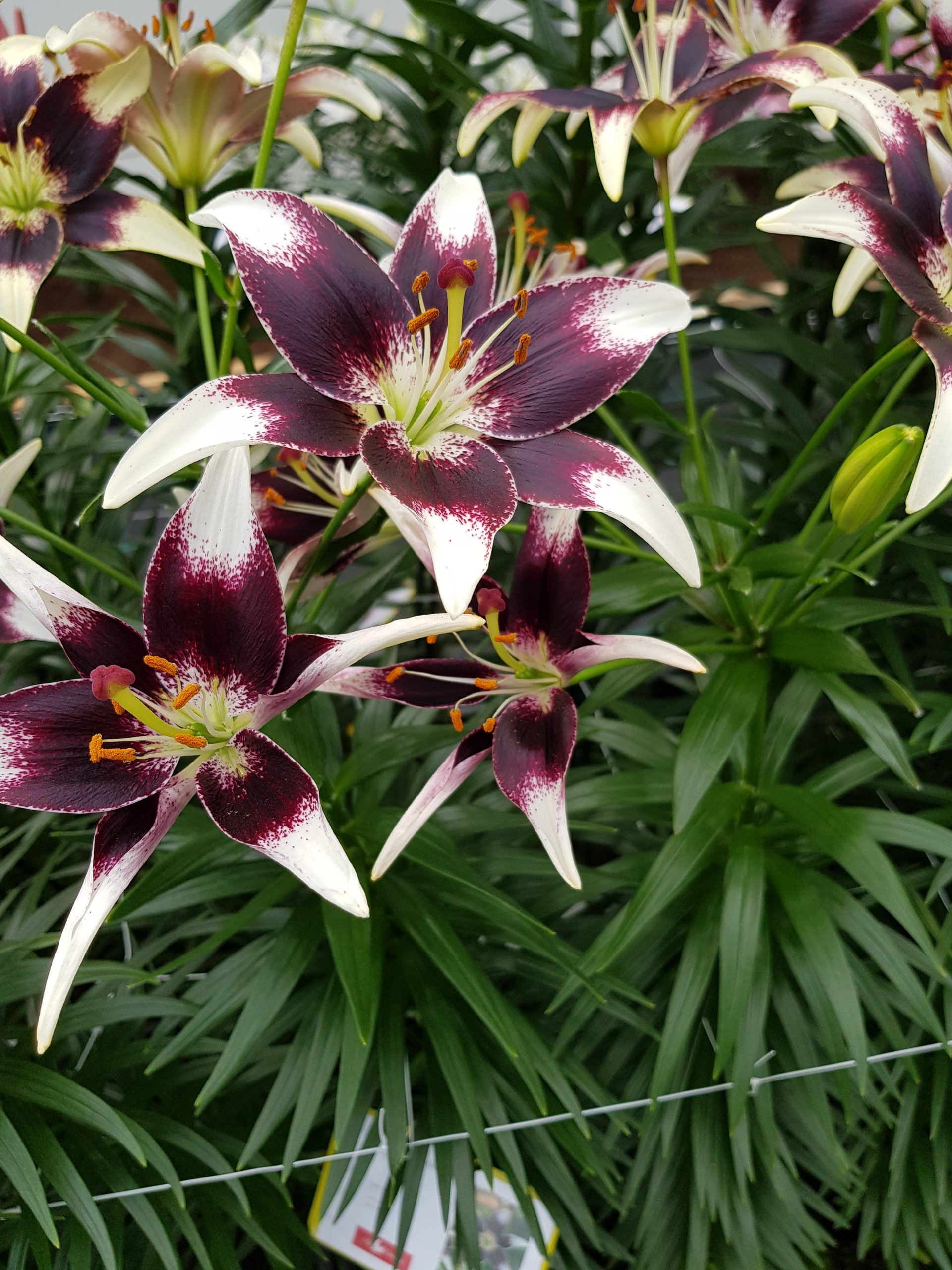 6292_lilium_cultorum_nettys_pride_ZK_001.jpeg