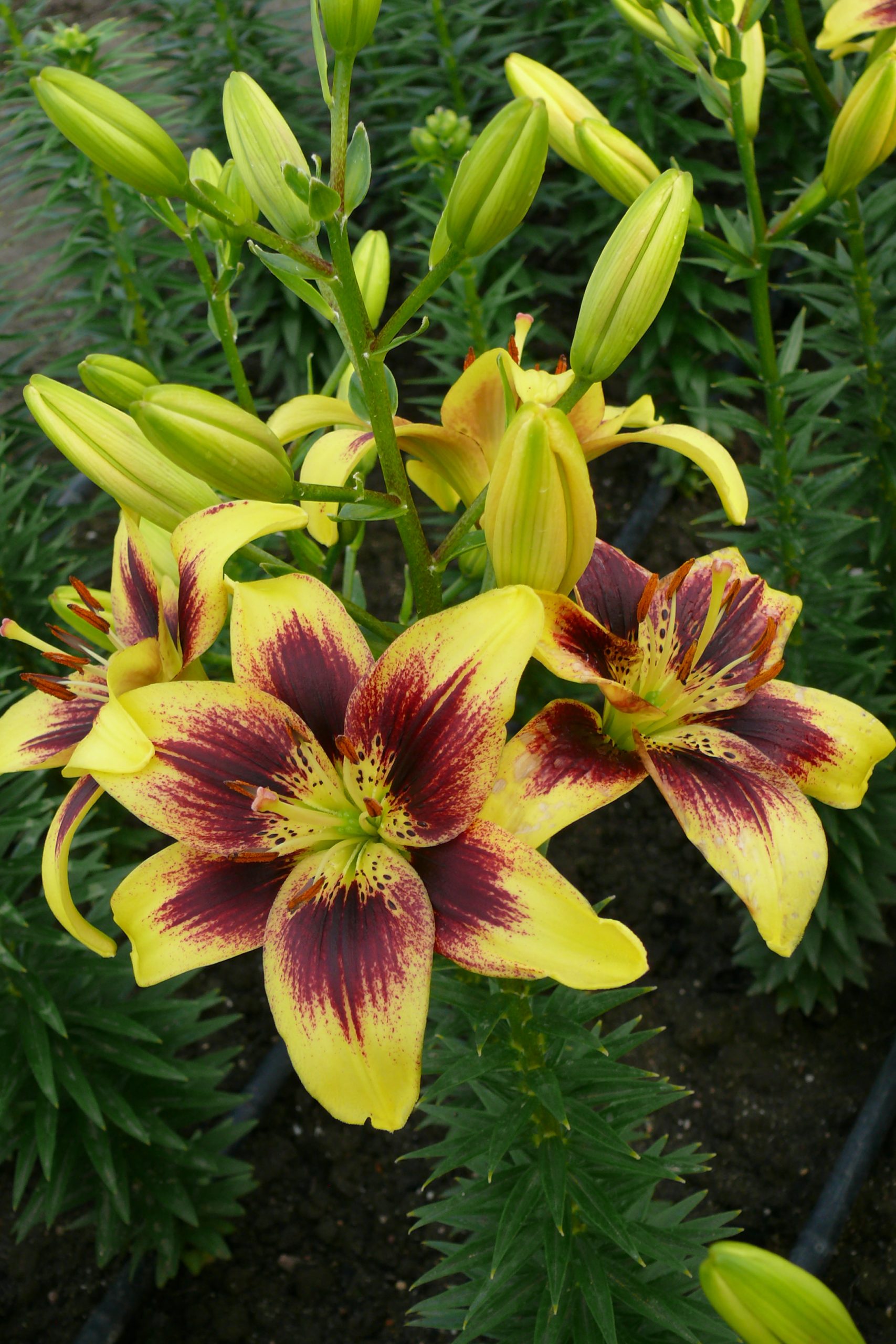 6299_lilium_cultorum_pieton_ZK_001.jpeg