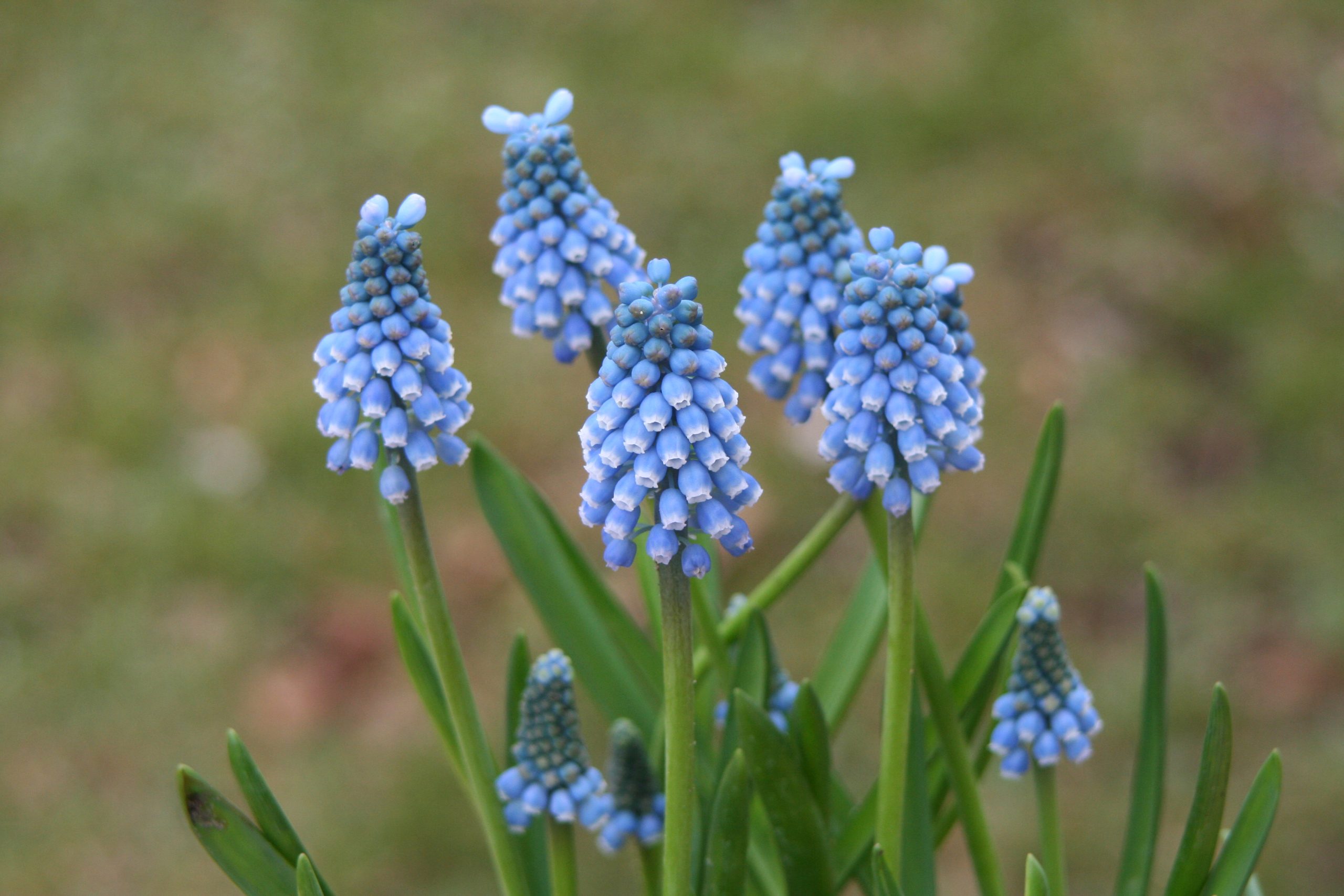 6321_muscari_aucheri_blue_magic_ZK_001.jpeg