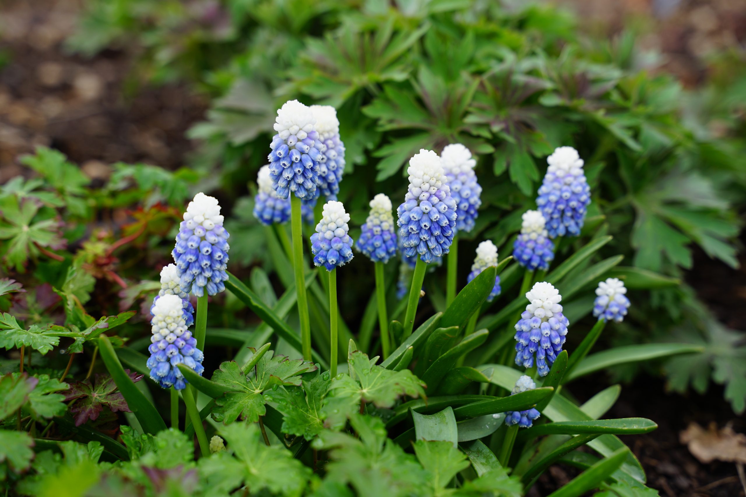 6326_muscari_cultorum_mountain_lady_SS_001.jpg