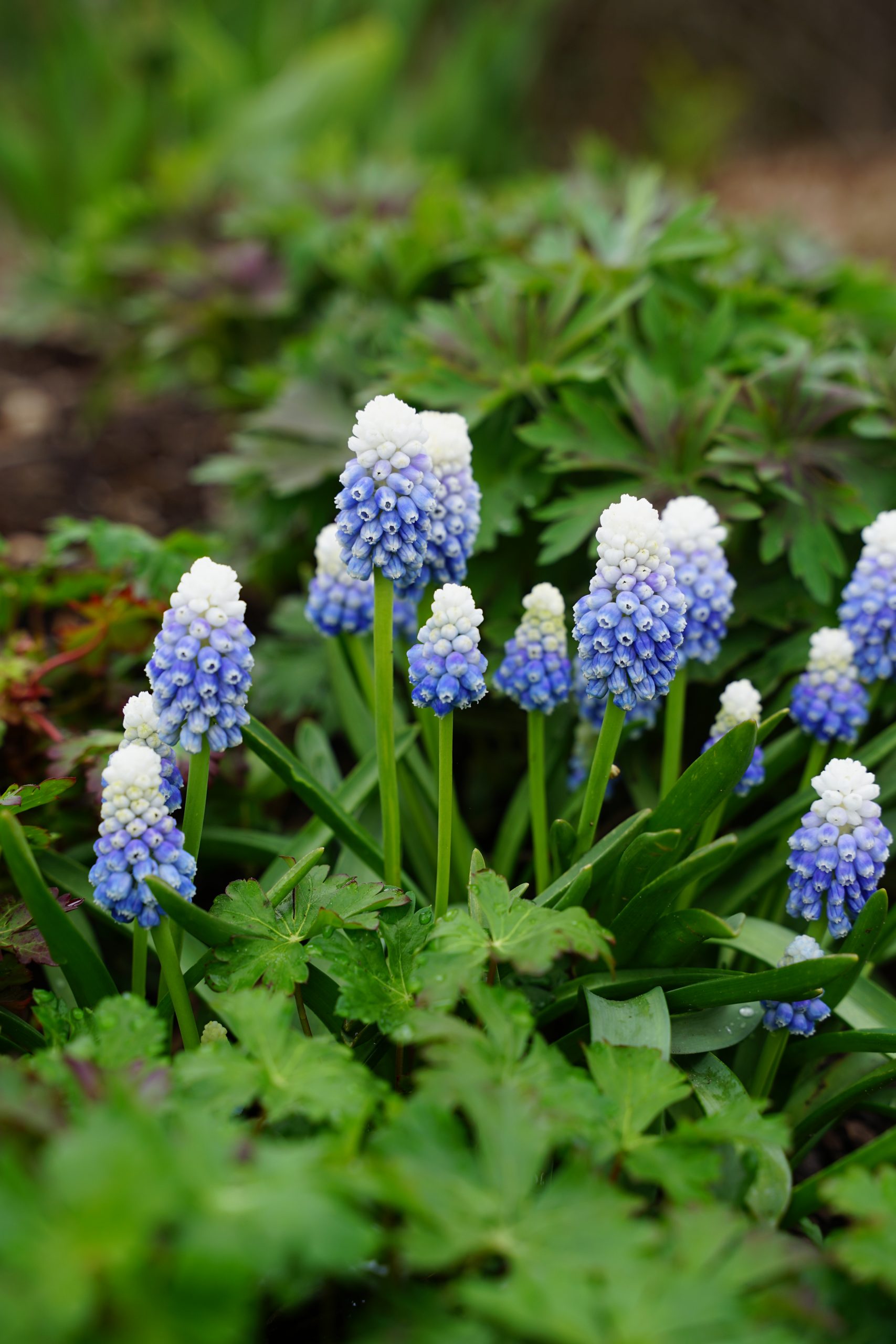6327_muscari_cultorum_mountain_lady_SS_002.jpg