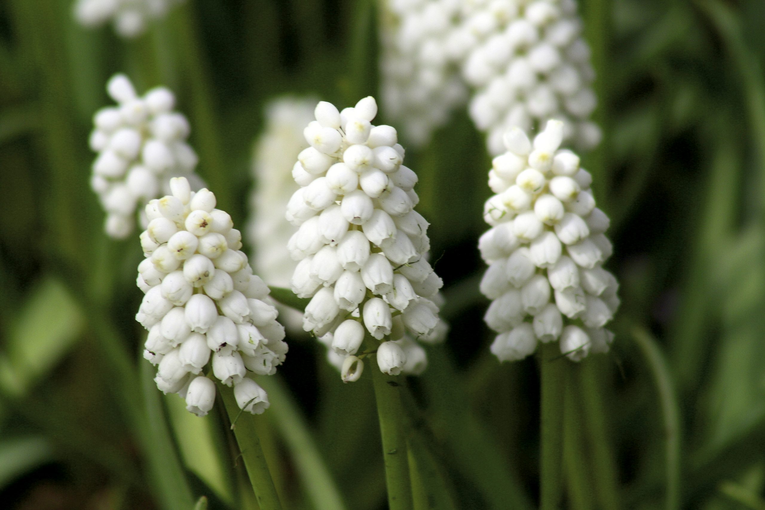 6332_muscari_aucheri_white_magic_ZK_001.jpeg