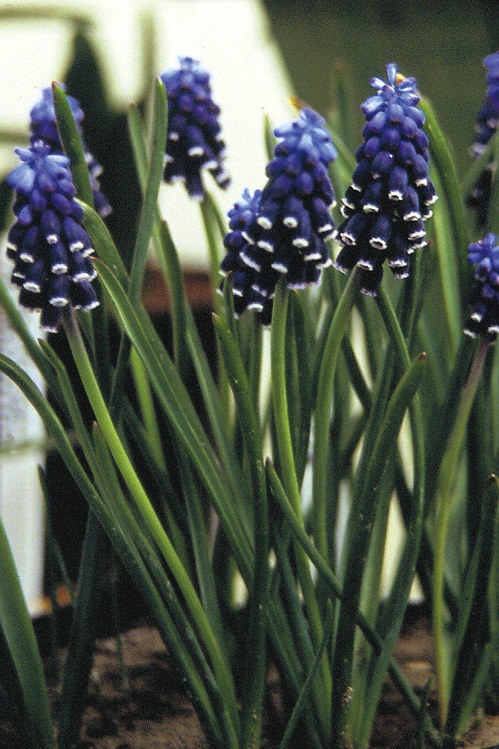 6333_muscari_neglectum_ZK_001.jpeg