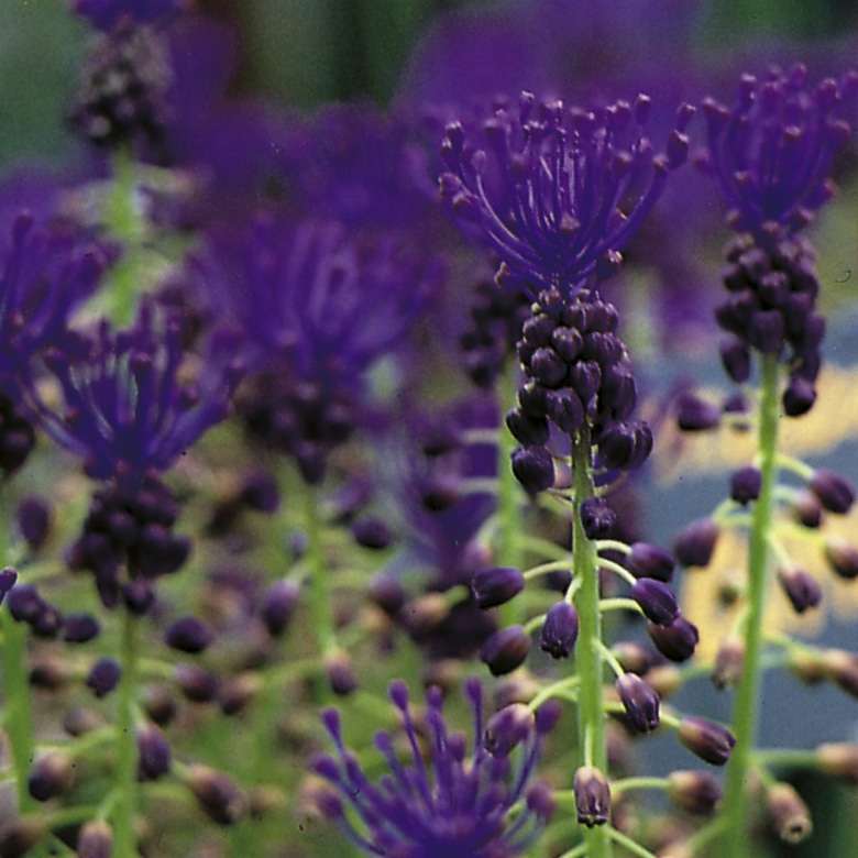 6334_muscari_comosum_ZK_001.jpeg