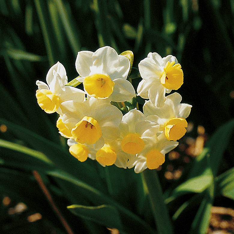 6341_narcissus_cultorum_avalanche_ZK_001.jpeg