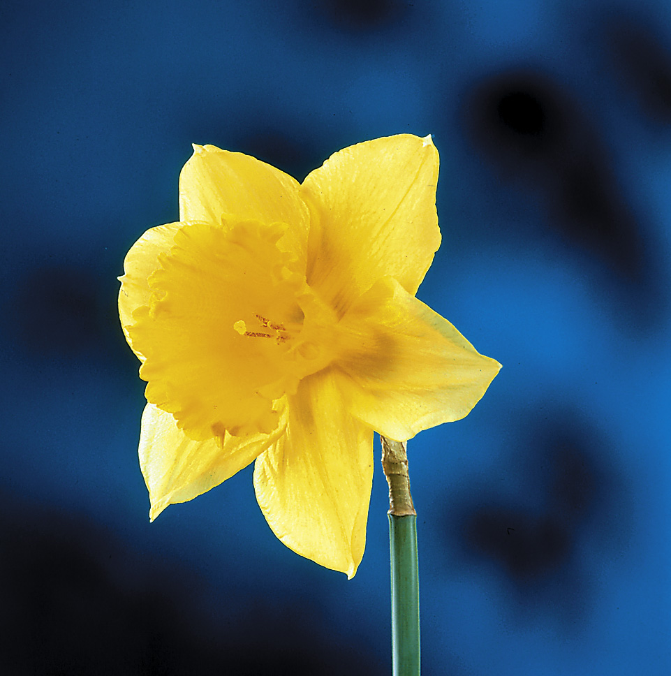6345_narcissus_cultorum_carlton_ZK_001.jpeg