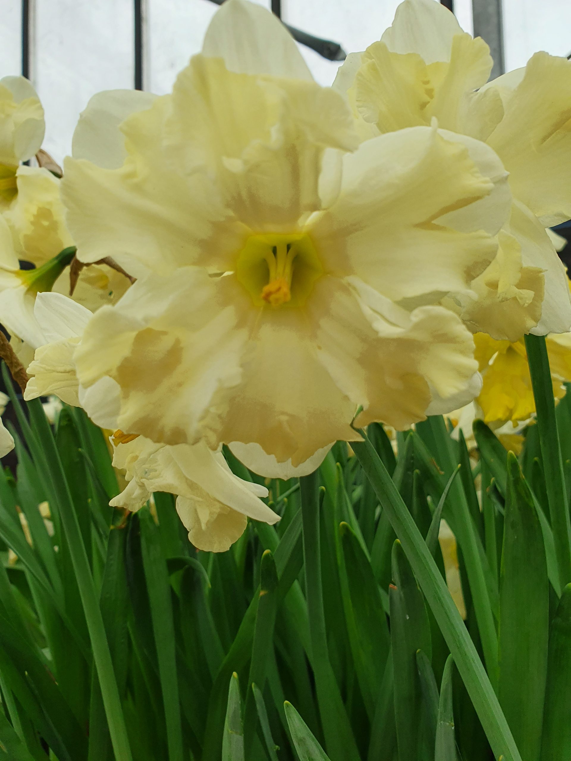 6346_narcissus_cultorum_cassata_ZK_001.jpeg